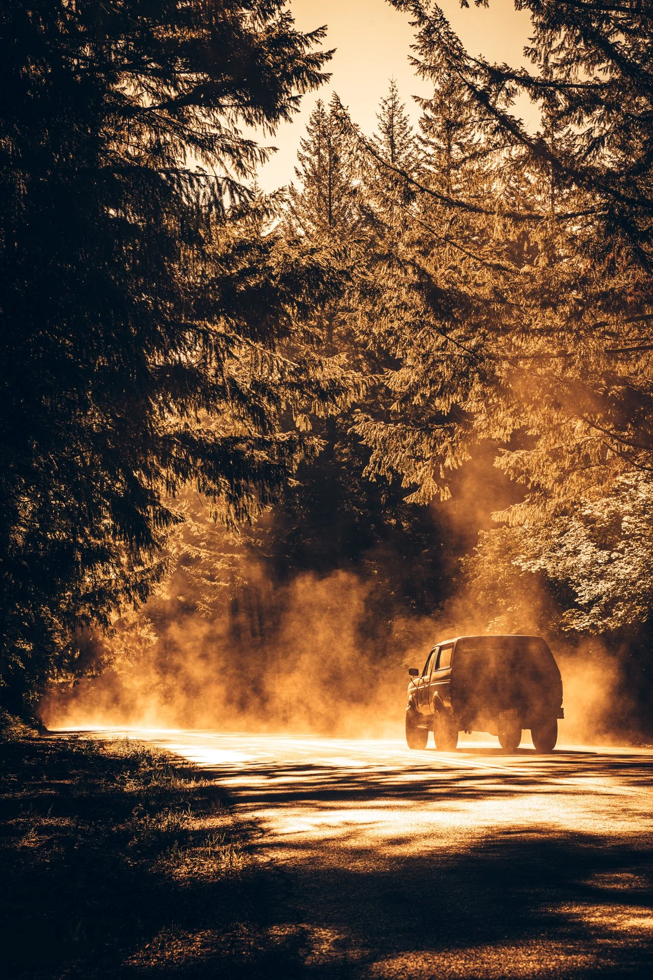 bronco-driving-morning-outdoor-fog-woods.jpg