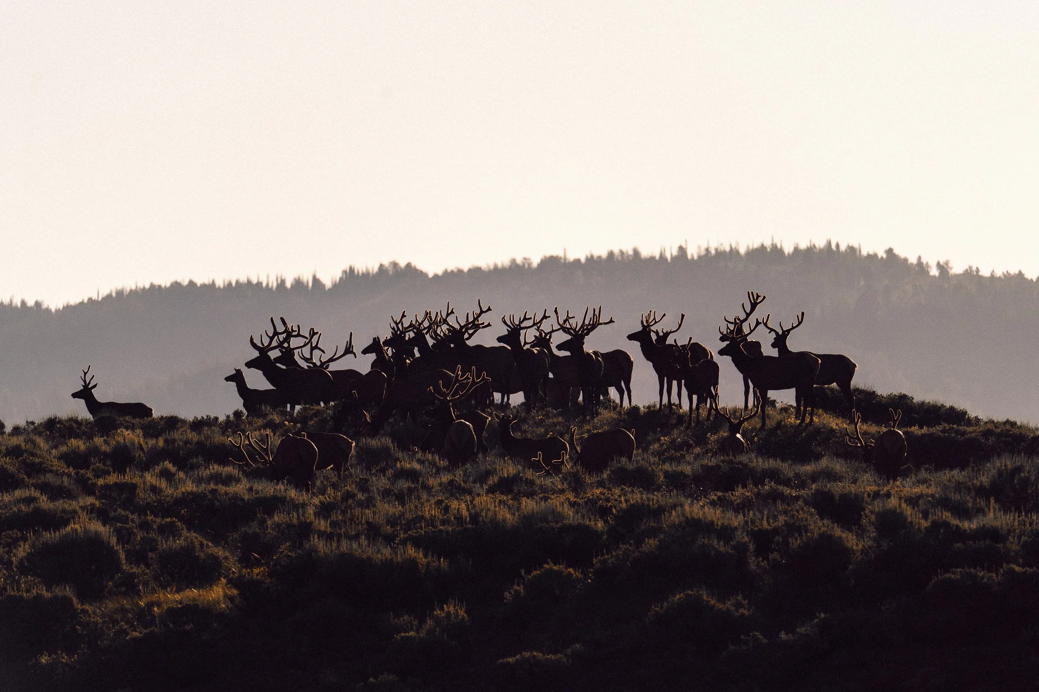 Buffalo Roam Tours