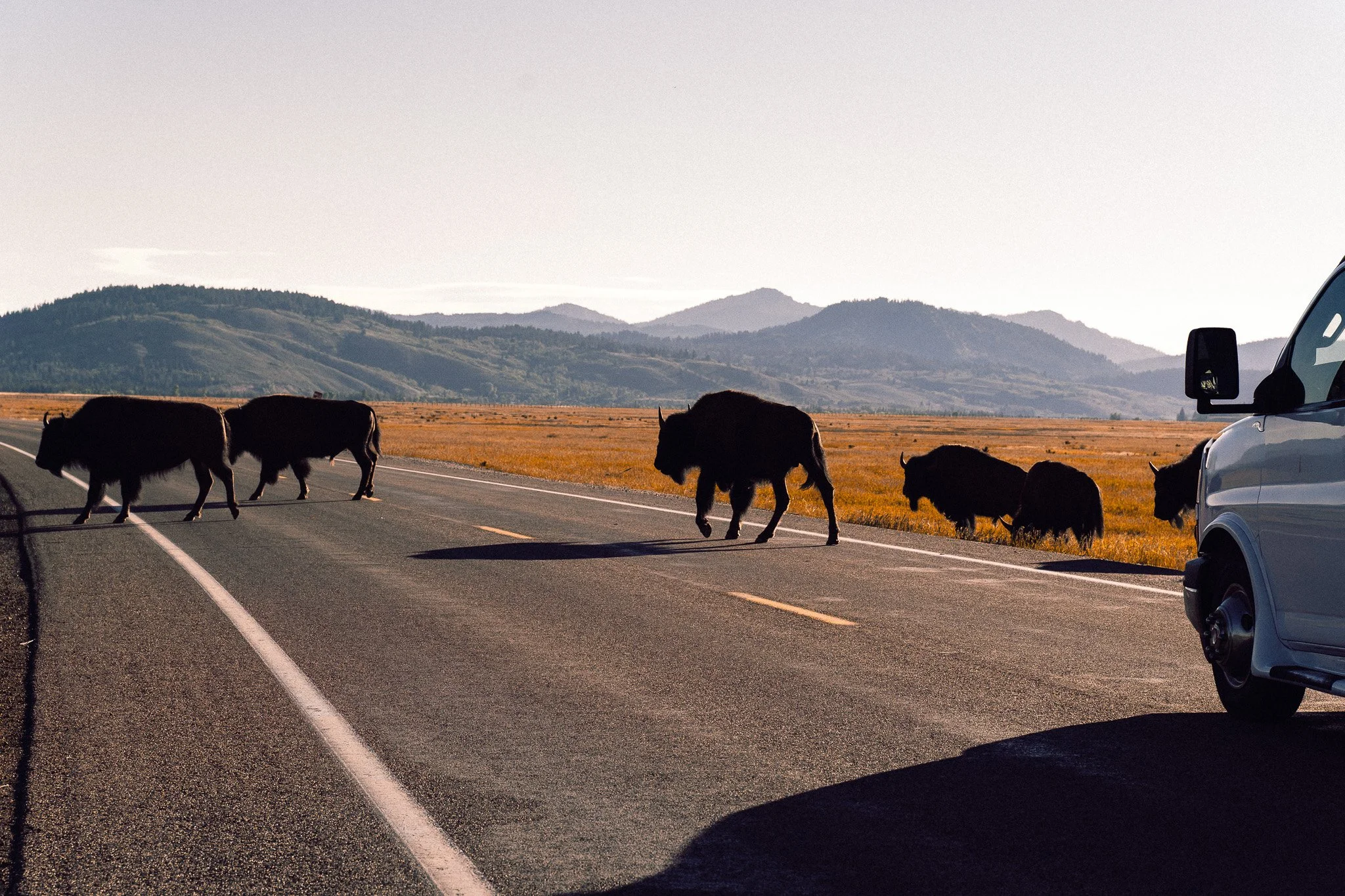 Buffaloroamtours-3.jpg