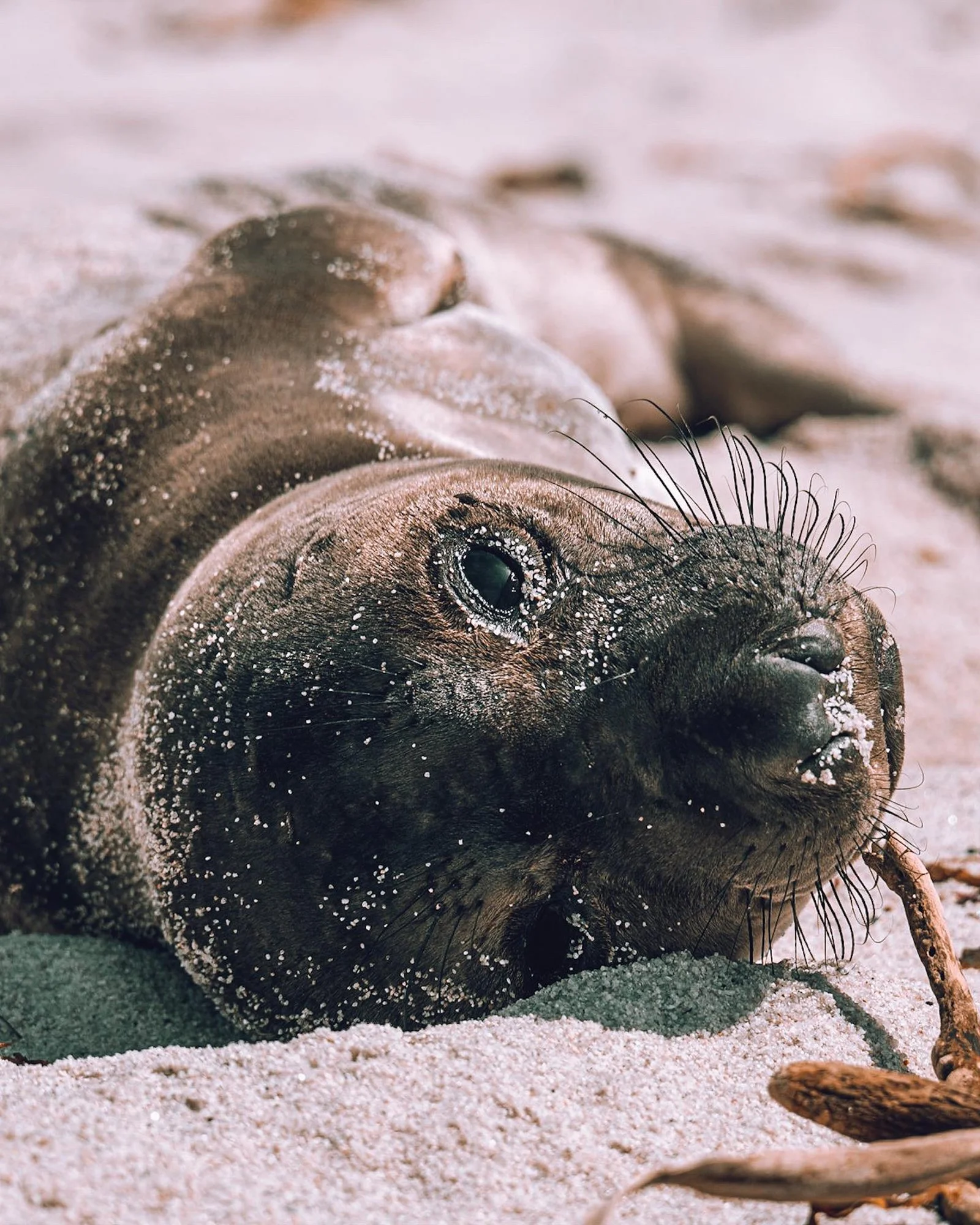 seal-wildlife-outdoor-ocean-beach.jpg