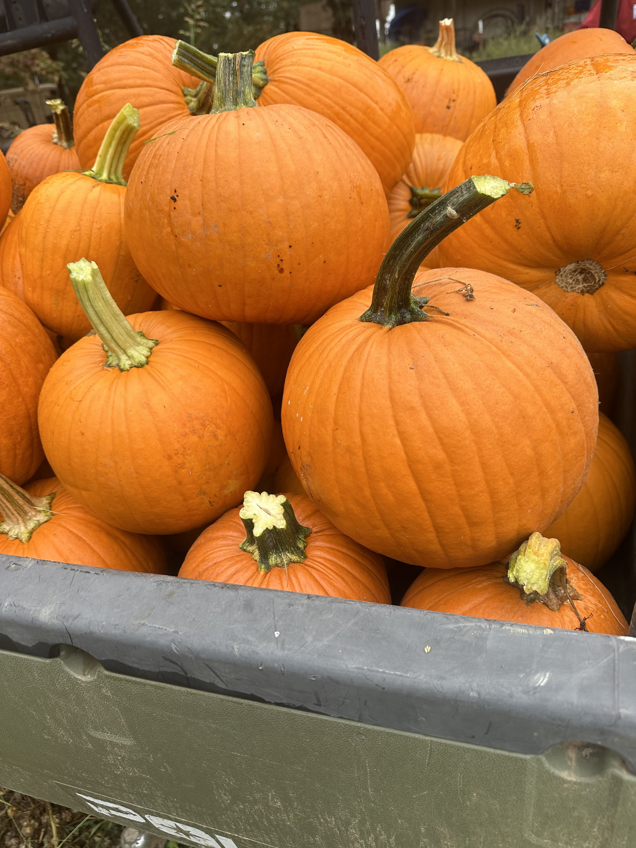 IMG_6595.jpeg
