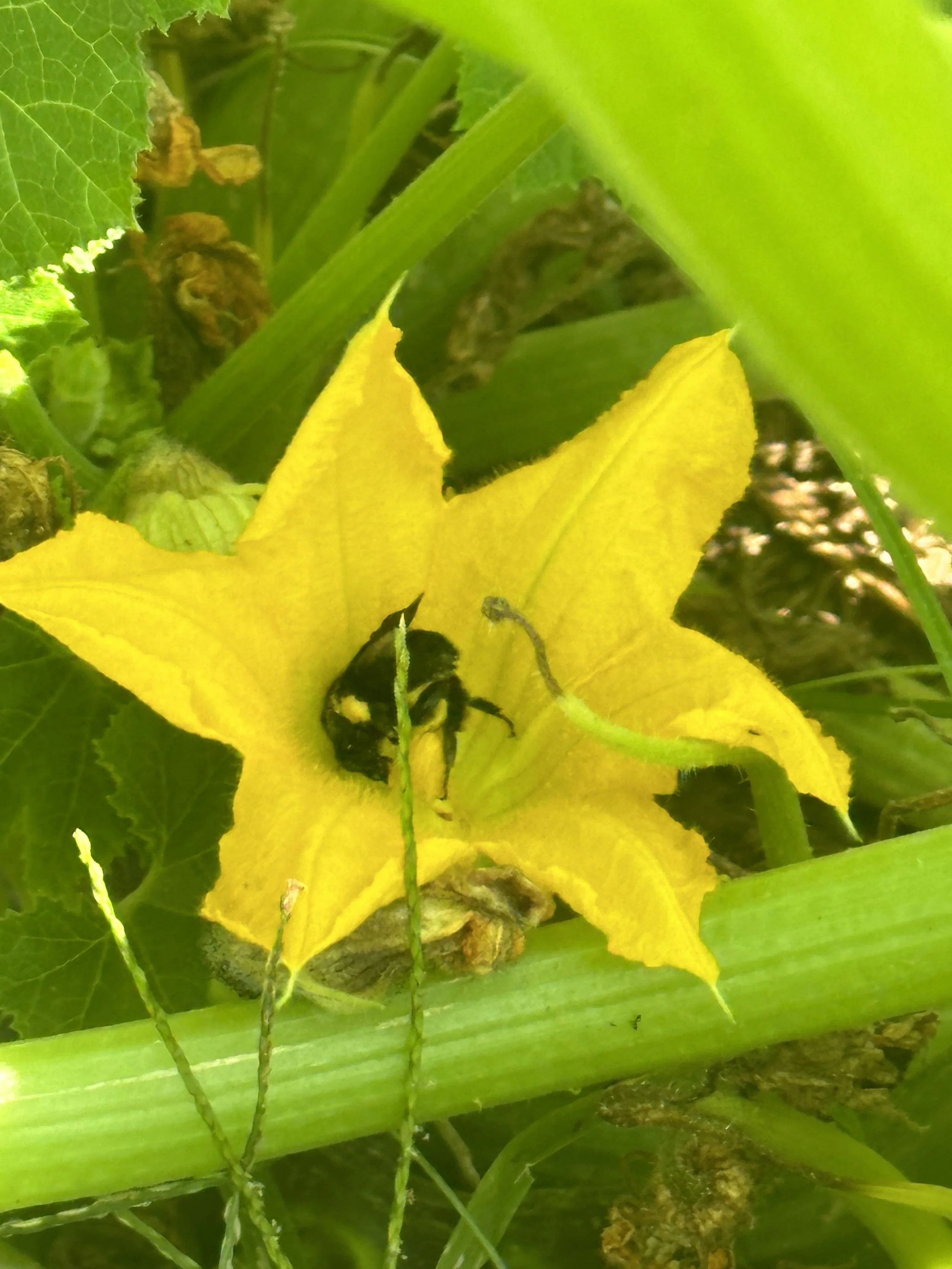 IMG_6207.jpeg