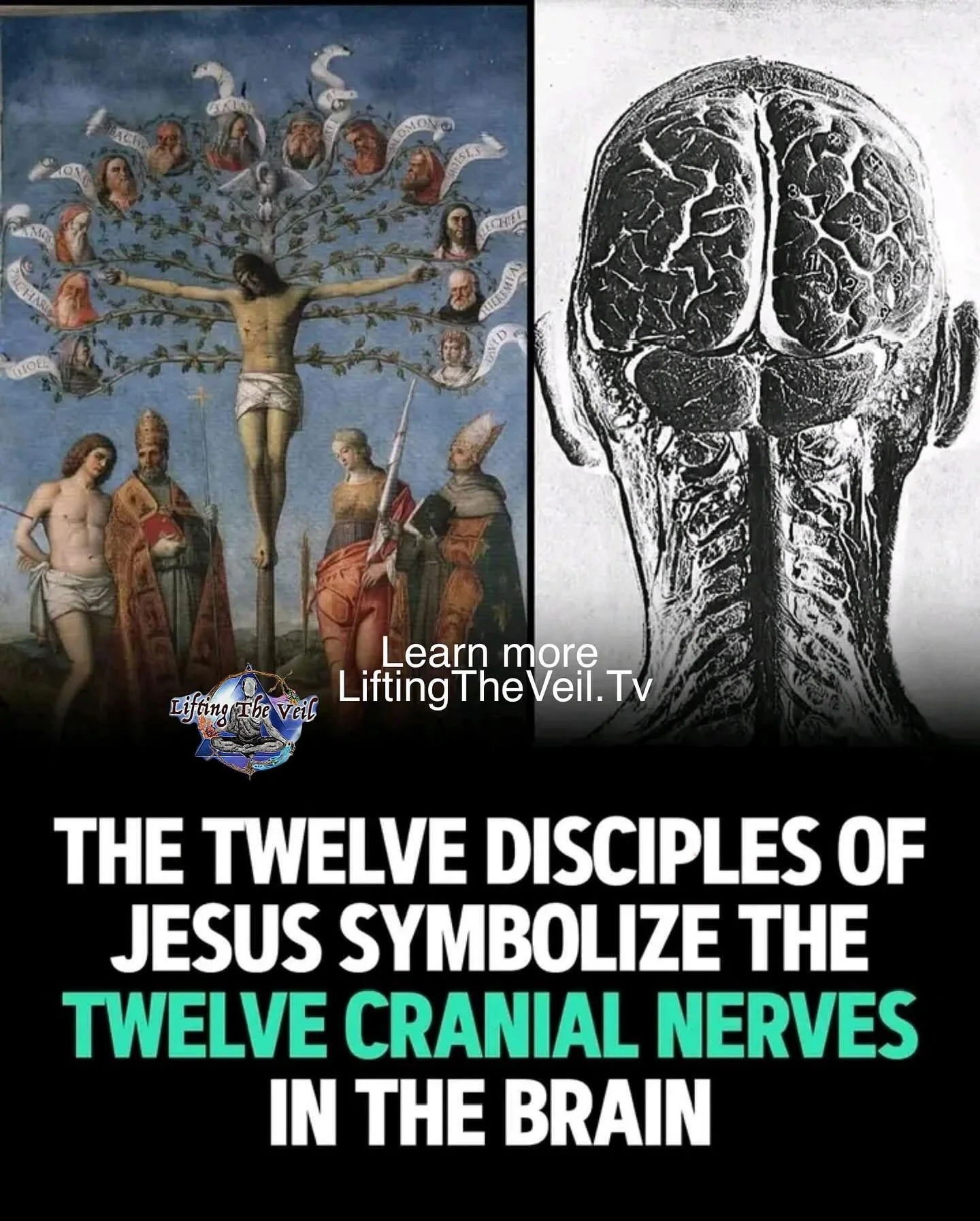 In occult anatomy, the &ldquo;twelve disciples&rdquo; correspond to the twelve cranial nerves &mdash; the divine messengers that carry impulses between the brain (the &ldquo;Christ center&rdquo;) and the body (the &ldquo;world of manifestation&rdquo;