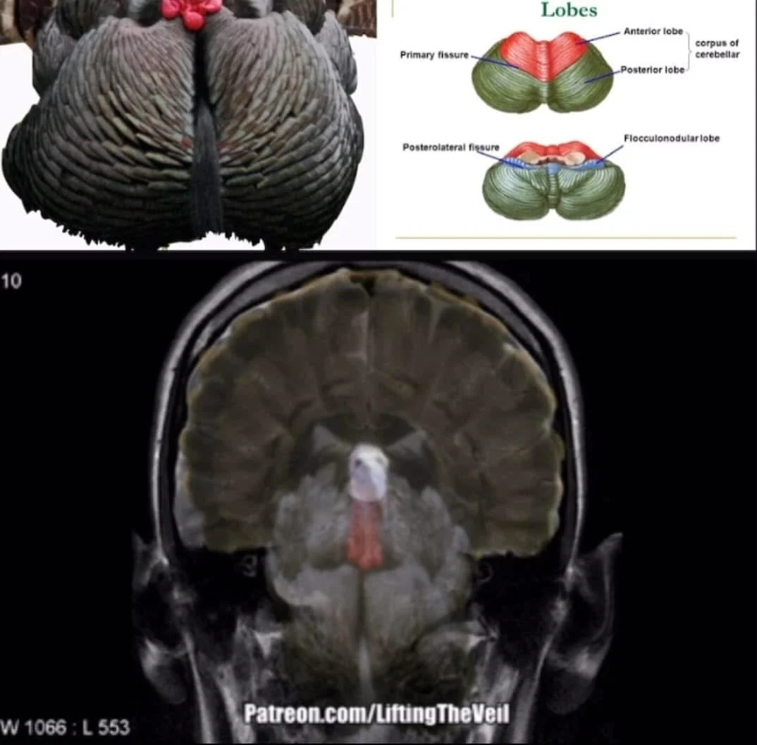&ldquo;The Phoenix is also symbolically represented as a Hawk, Falcon, Eagle, Rooster and even the Thanksgiving Turkey (as the roasted offering at the death of the season), all the symbols of the ANNUAL SEASONAL DEATH AND RE&rsquo;S ERECTION OF THE S