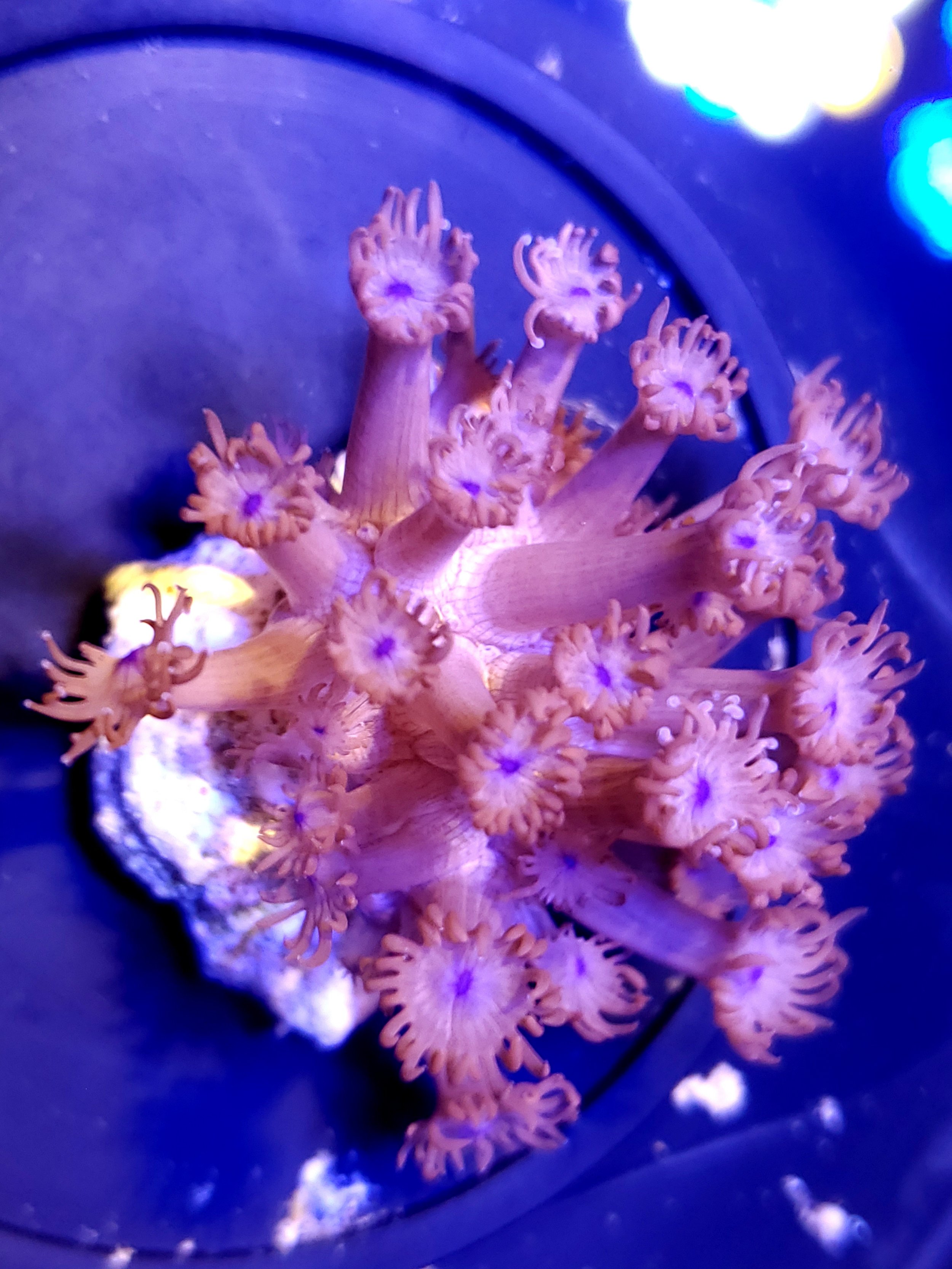 Easy Red Goniopora Coral Frag for reef tanks