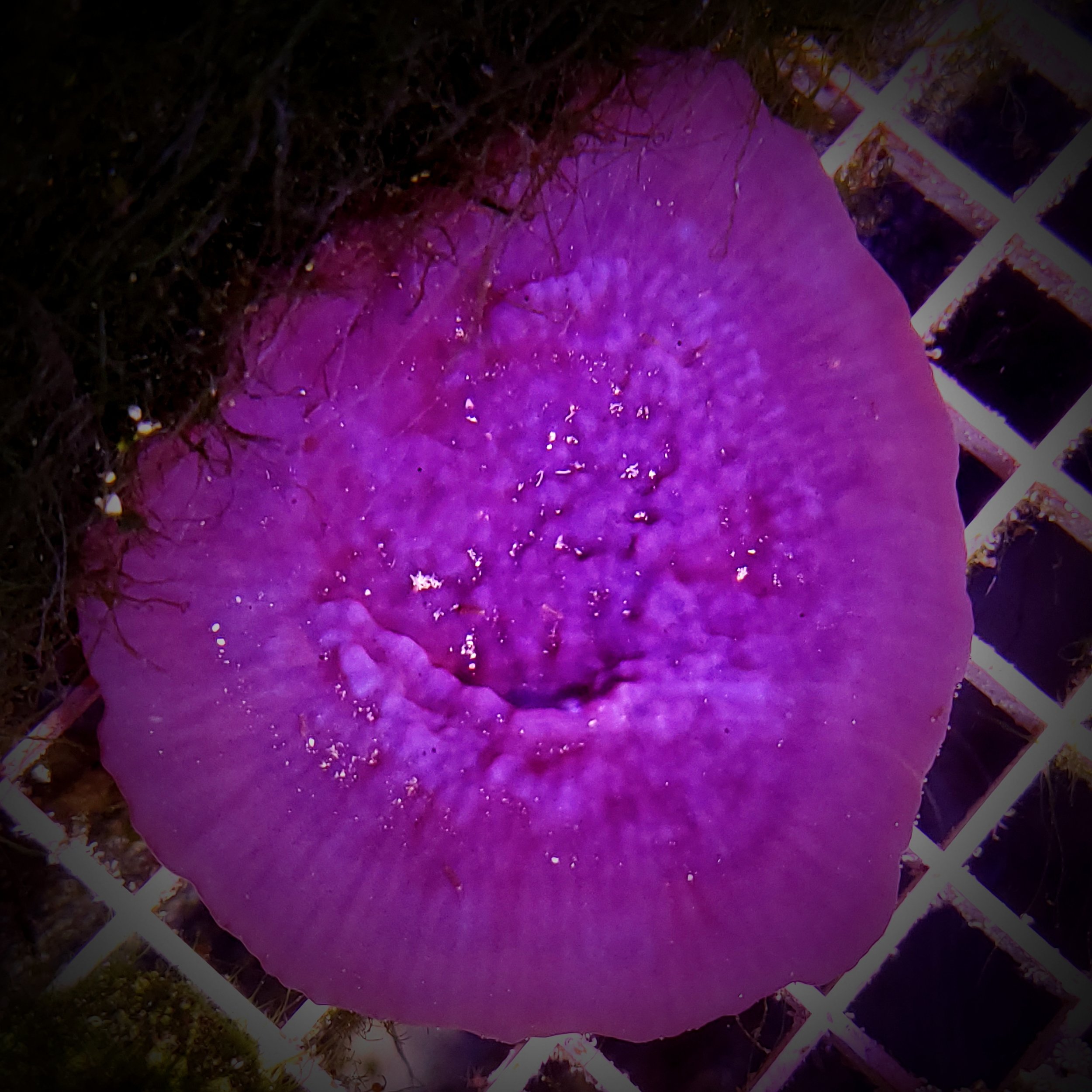 Purple plating reef sponge, photosynthetic