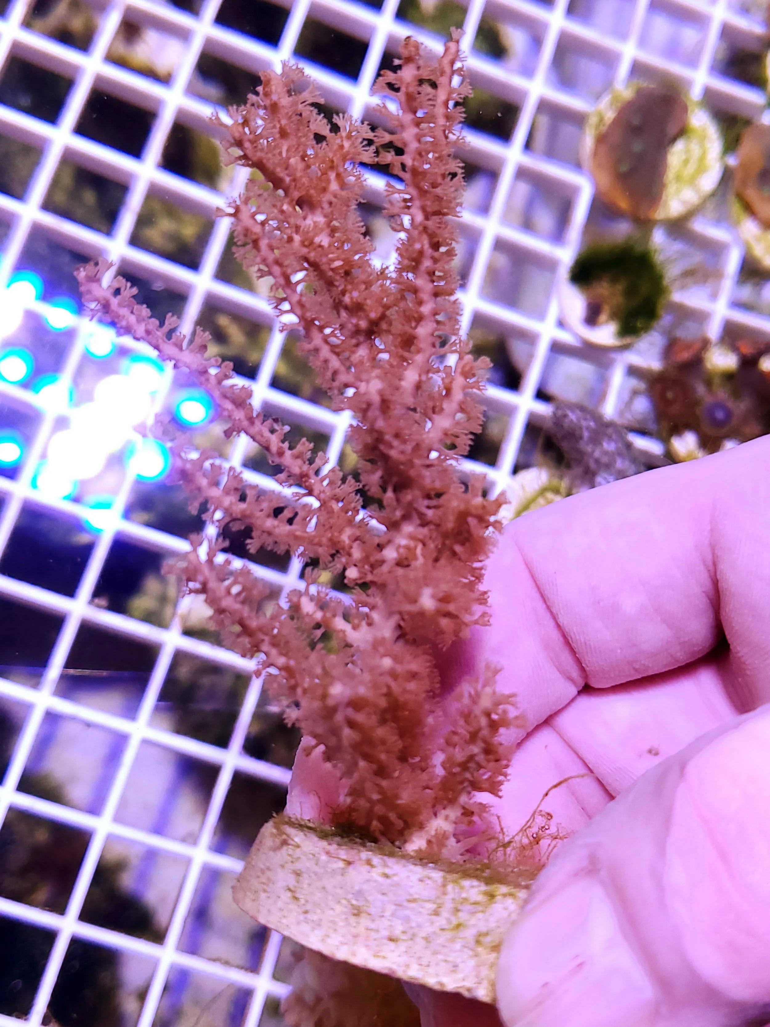 weeping-willow-toadstool-premier-reefs-aquacultured-coral