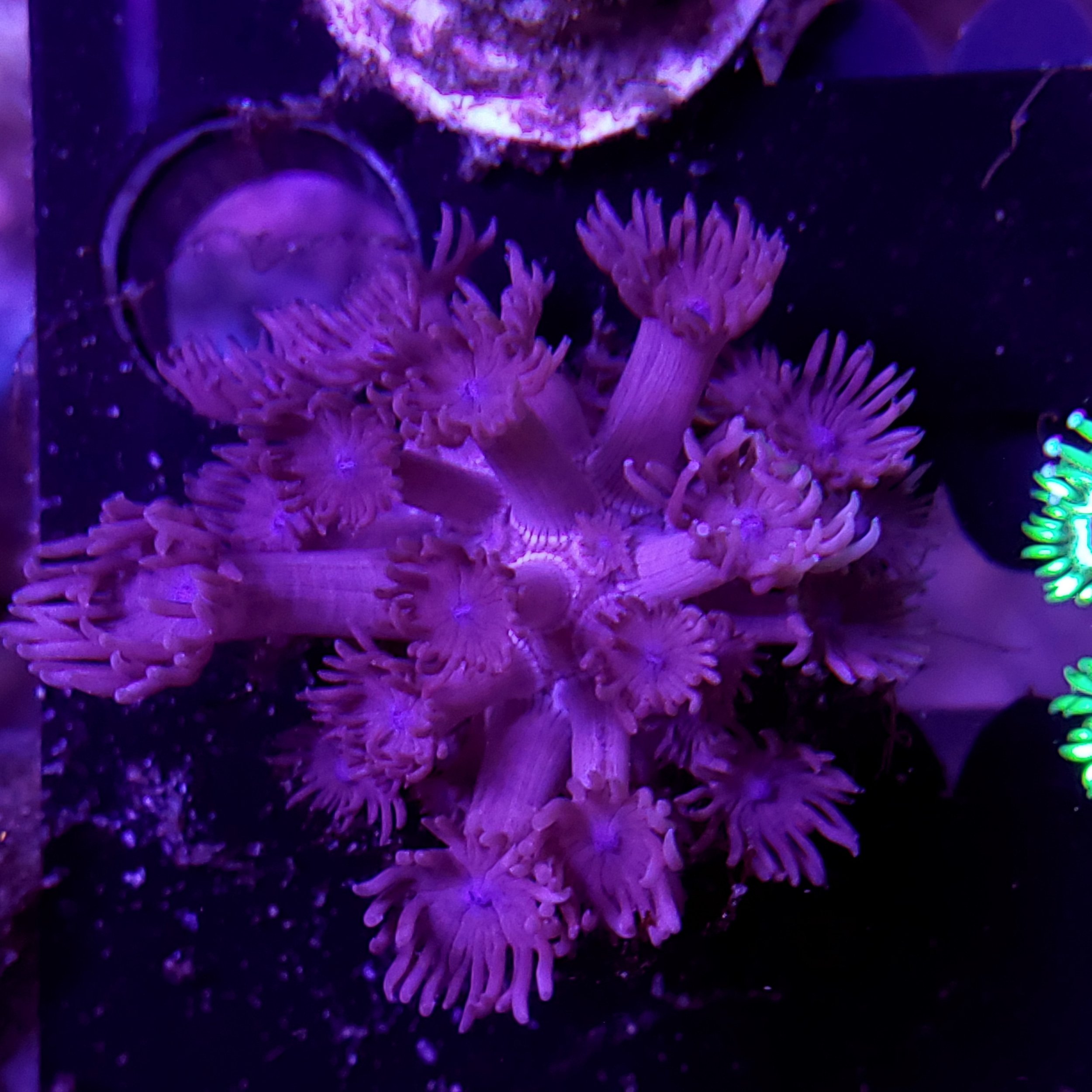 Easy Red Goniopora Coral Frag for reef tanks