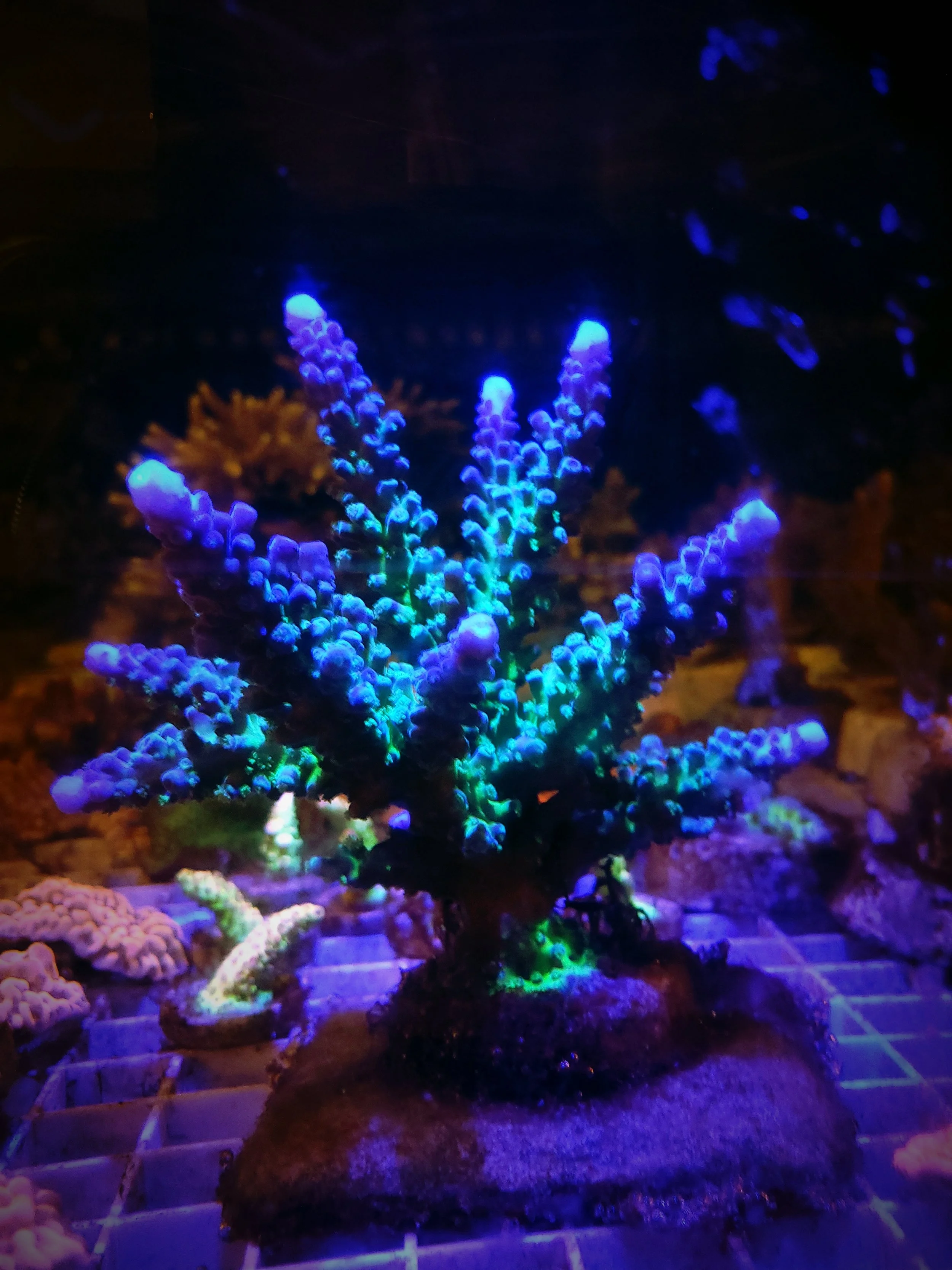 Myagi Tort
