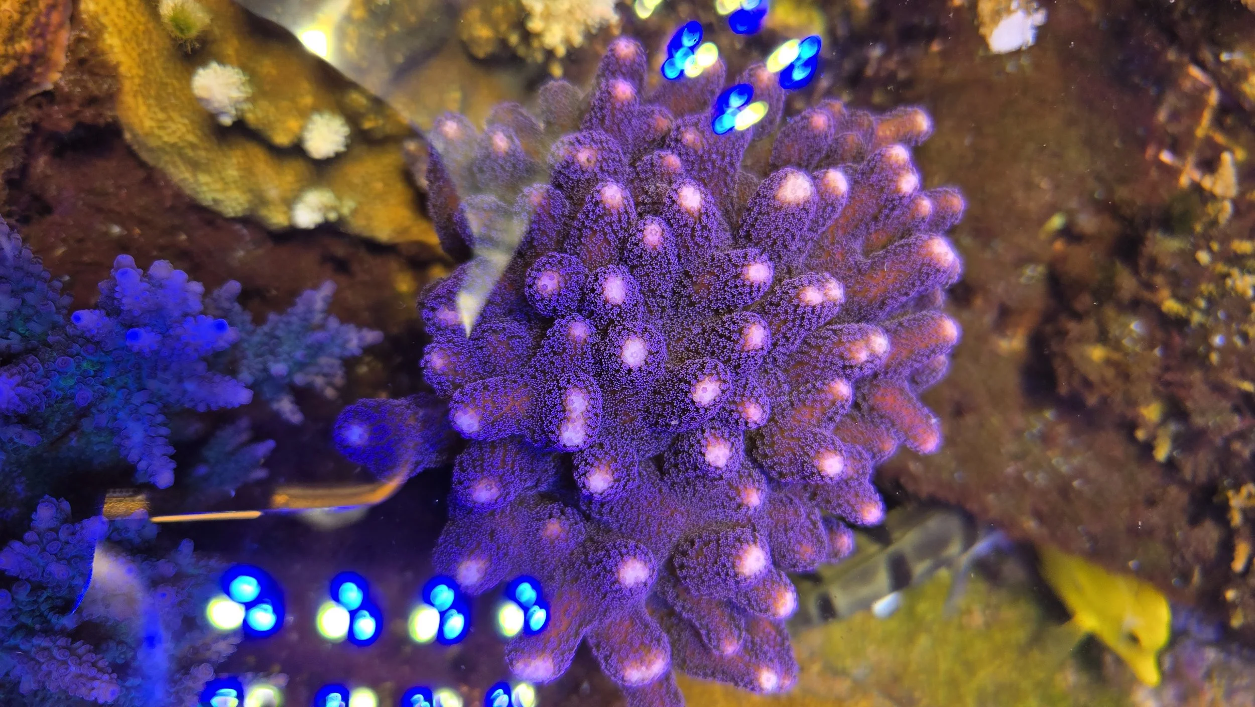 Purple Stylophora coral