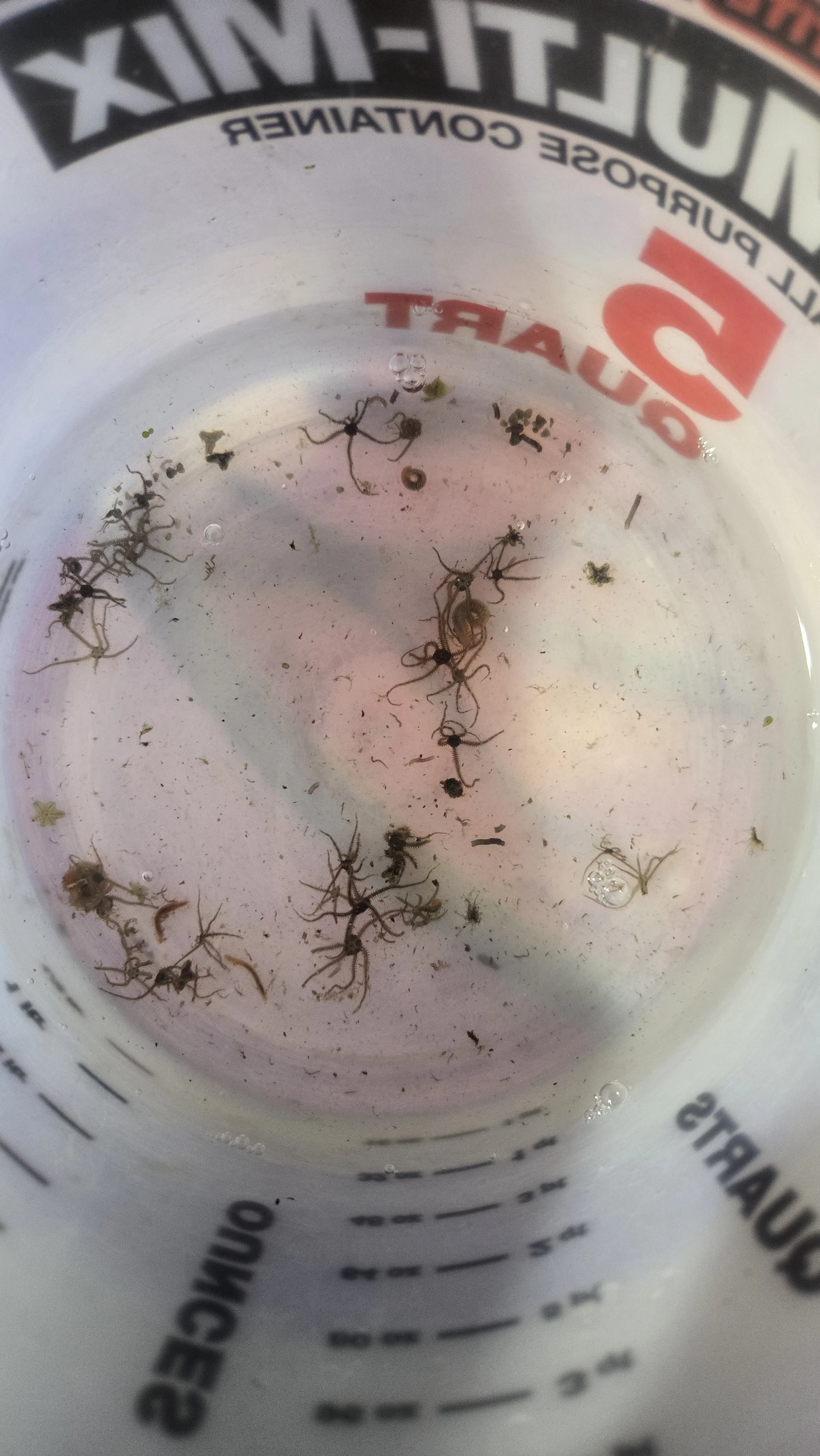 micro-brittle-starfish