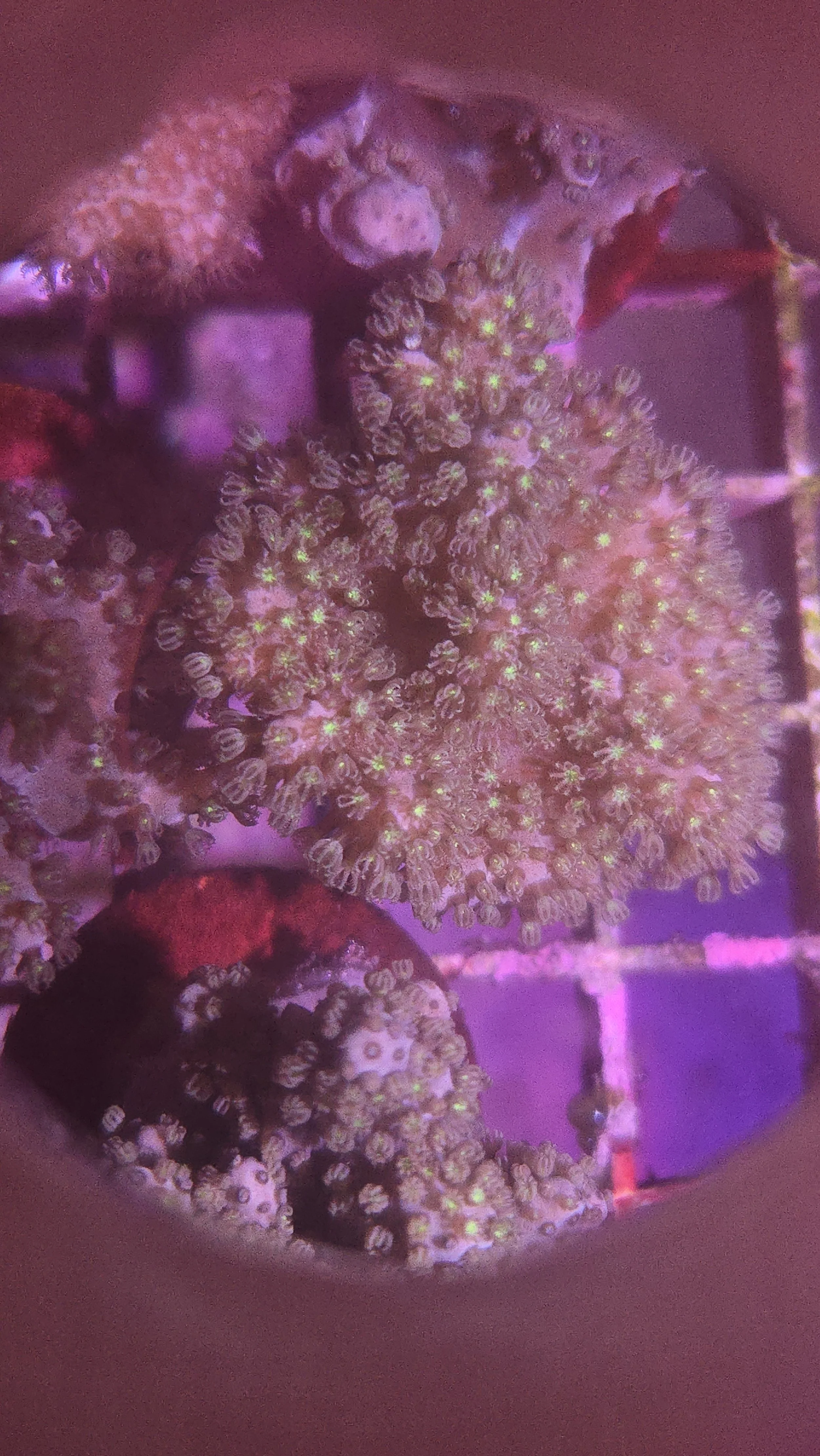 Green polyp Pink Sinularia