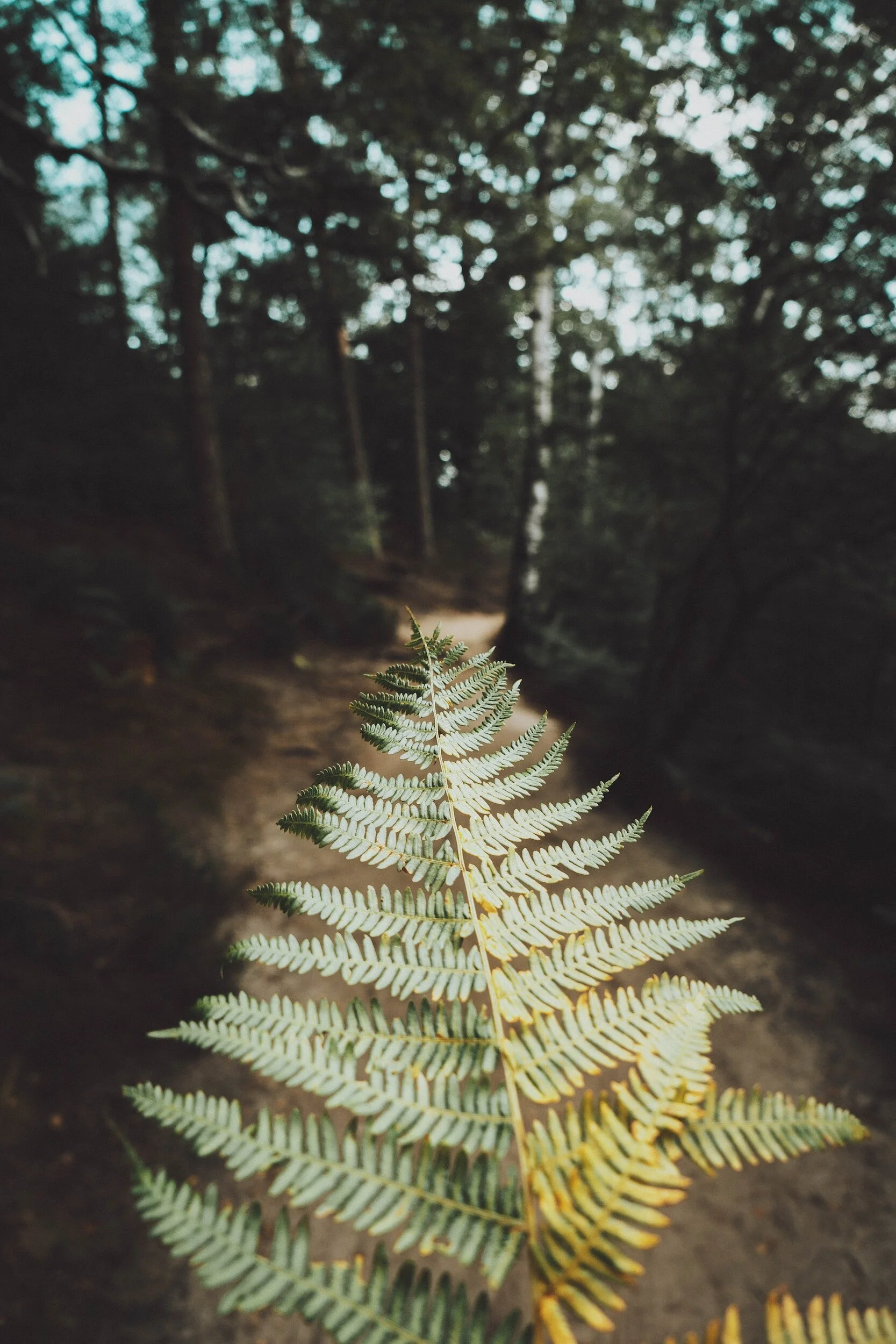 A close-up of a fern leaf in a forest with a dirt trail and tall trees in the background.