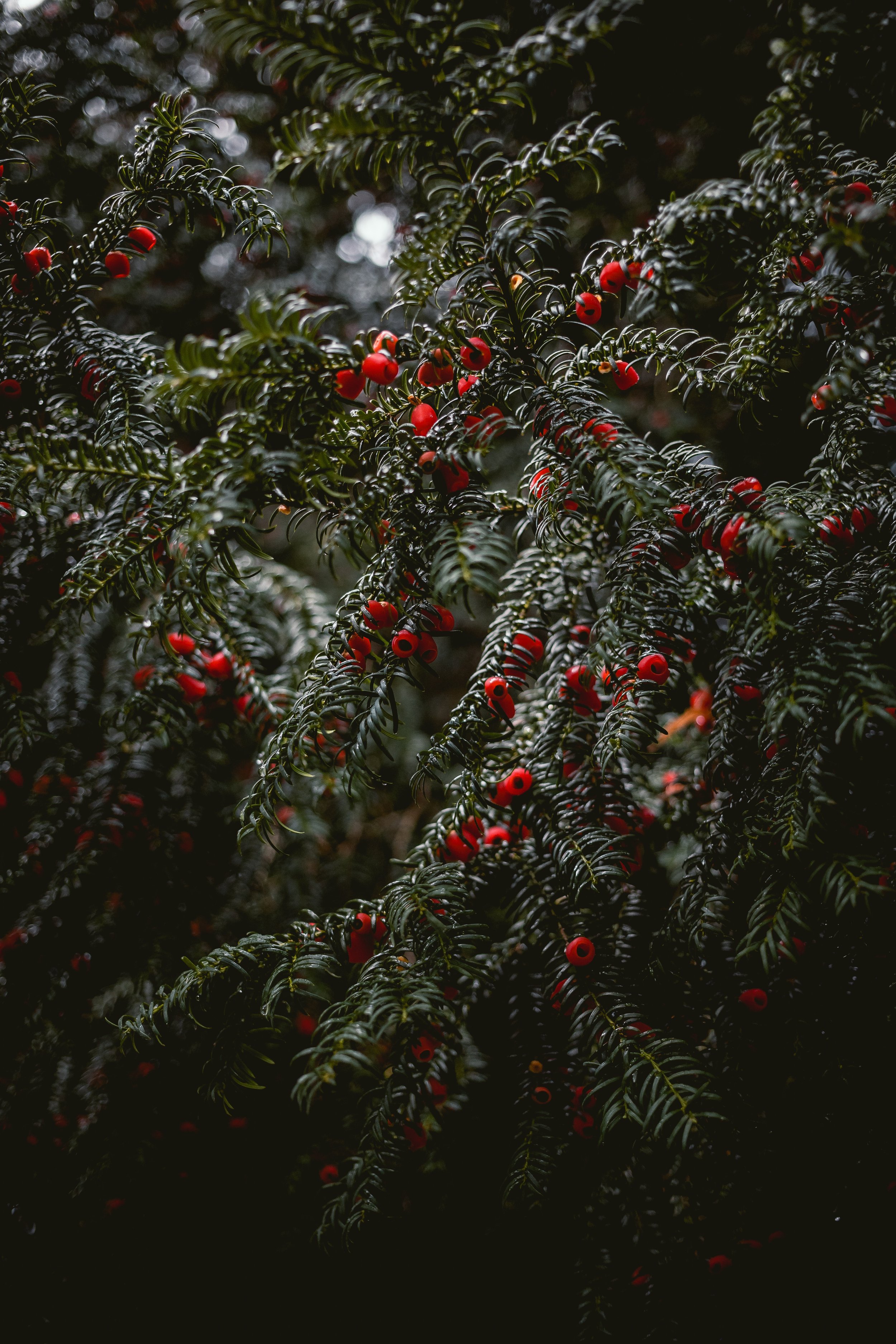 Keeping Stress Low While Dealing With Frustrating Family During The Holidays