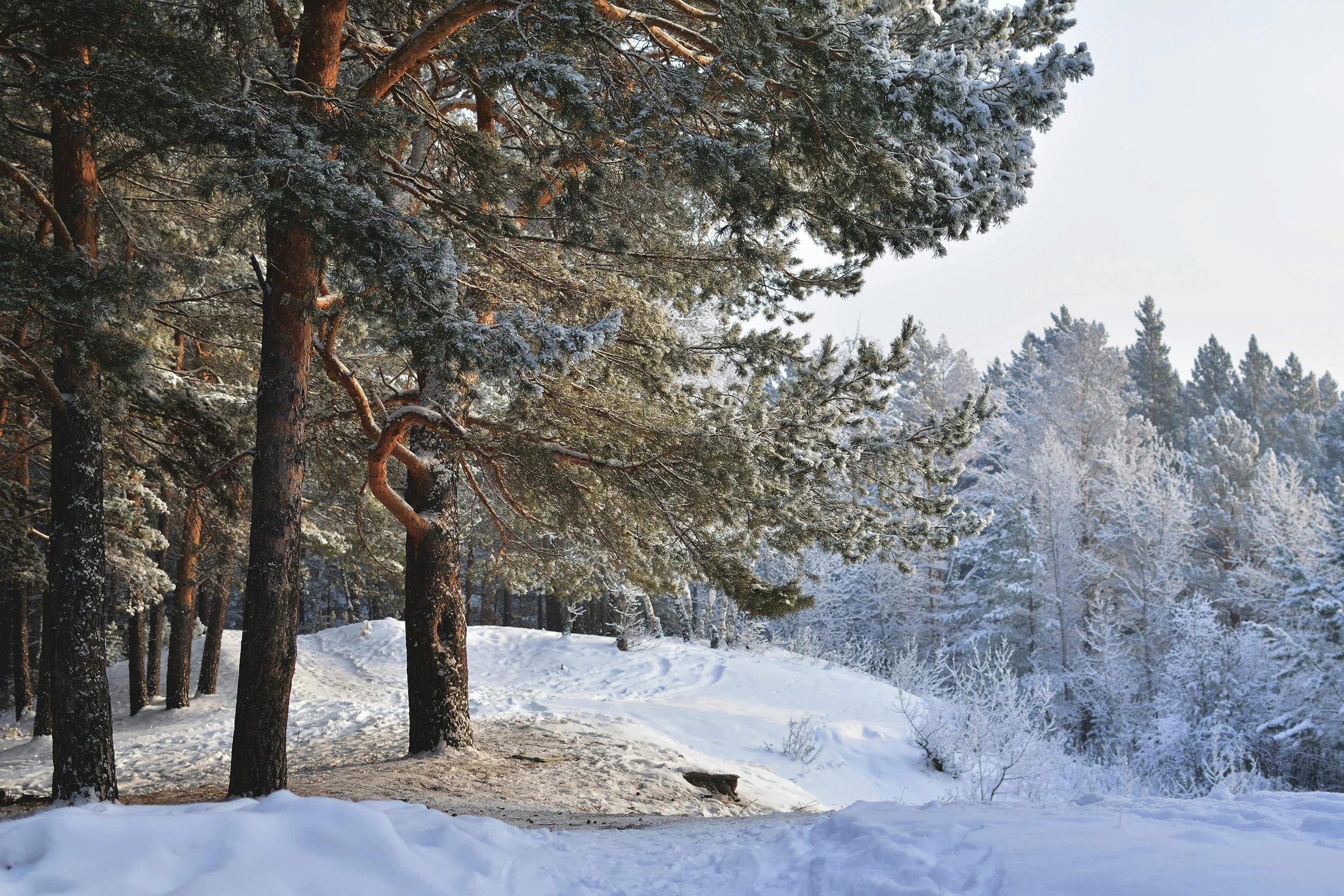 Hill side of a snowy mountain