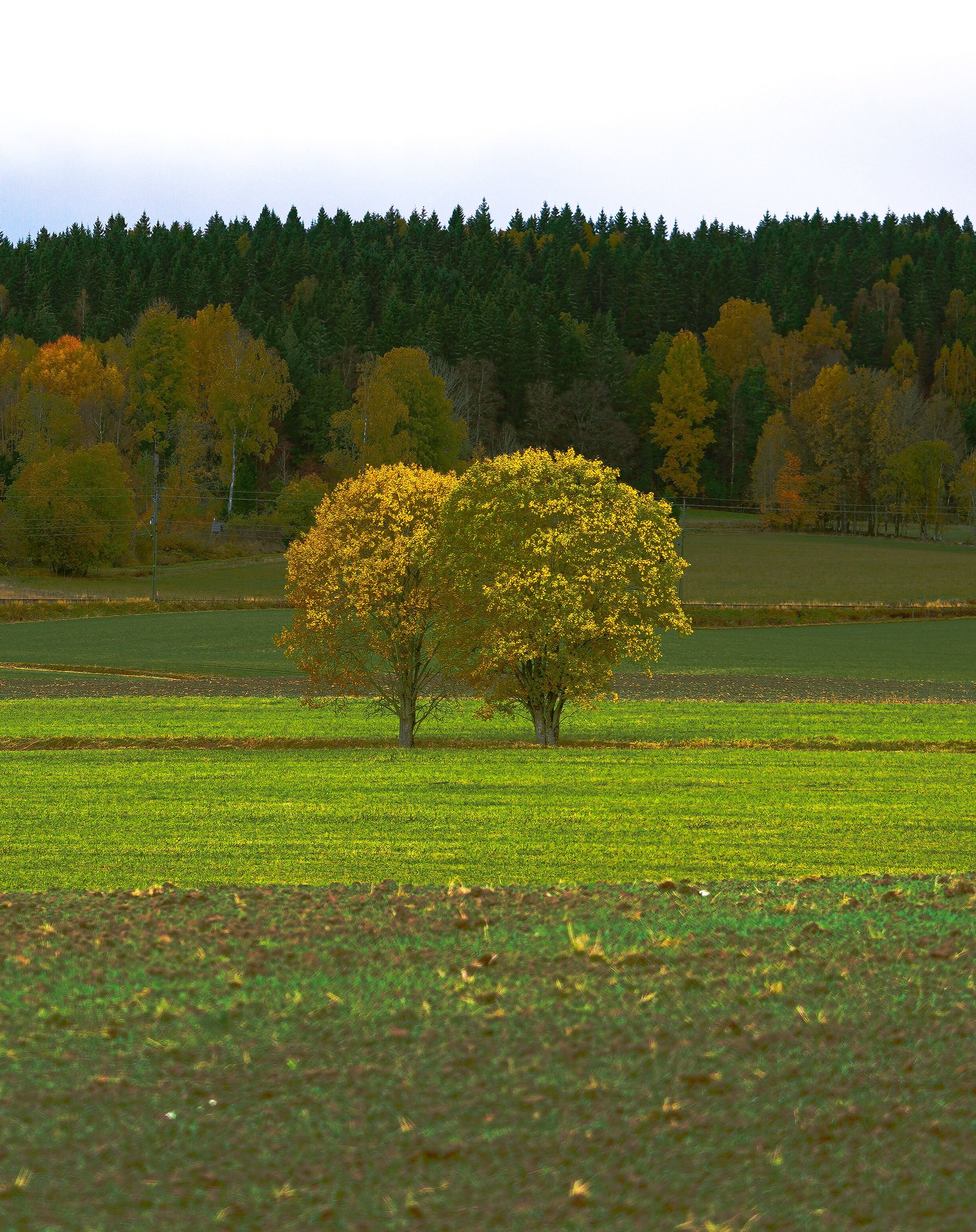 Two trees together in a field