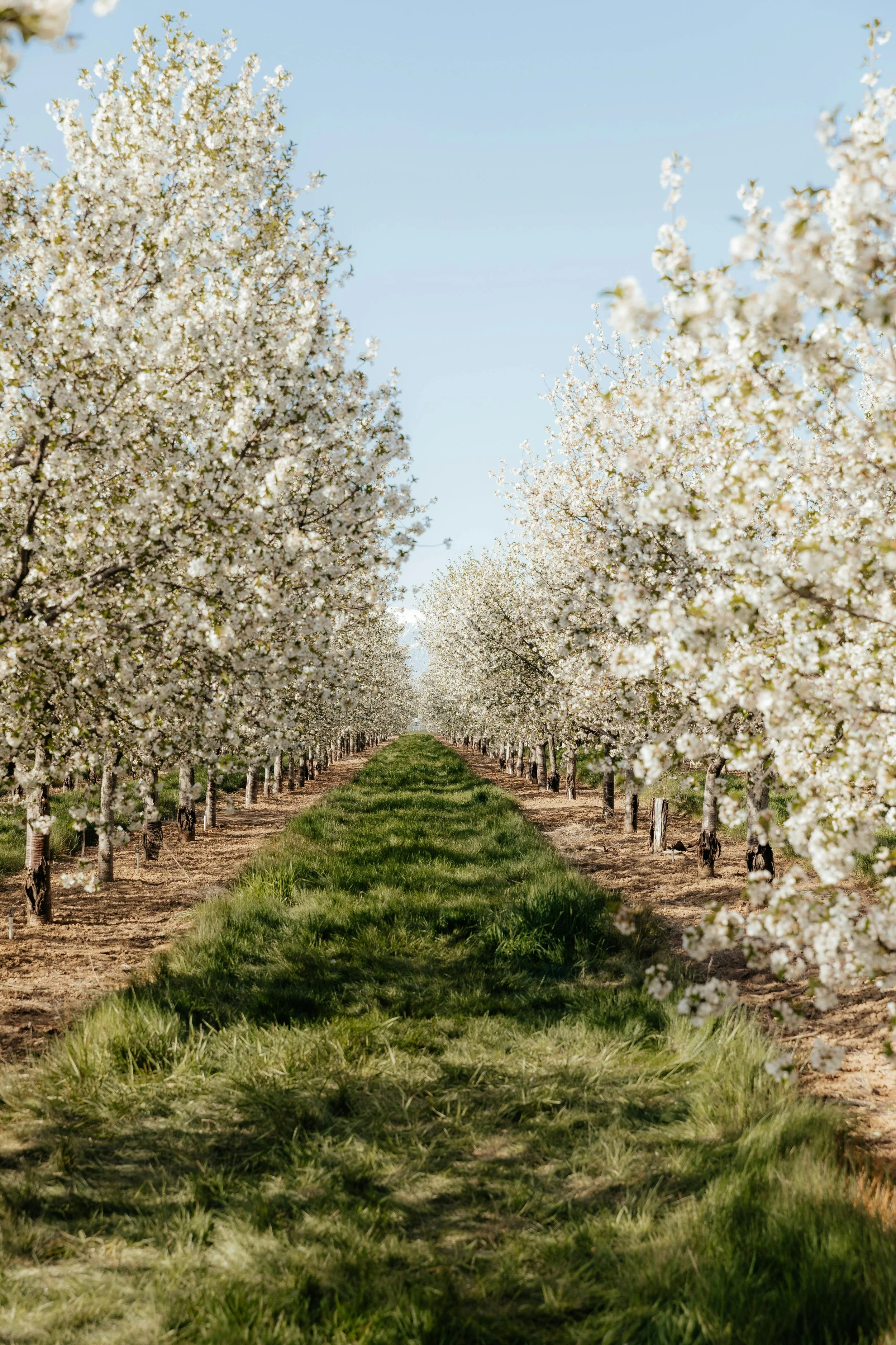 spring flush in an apple orchard