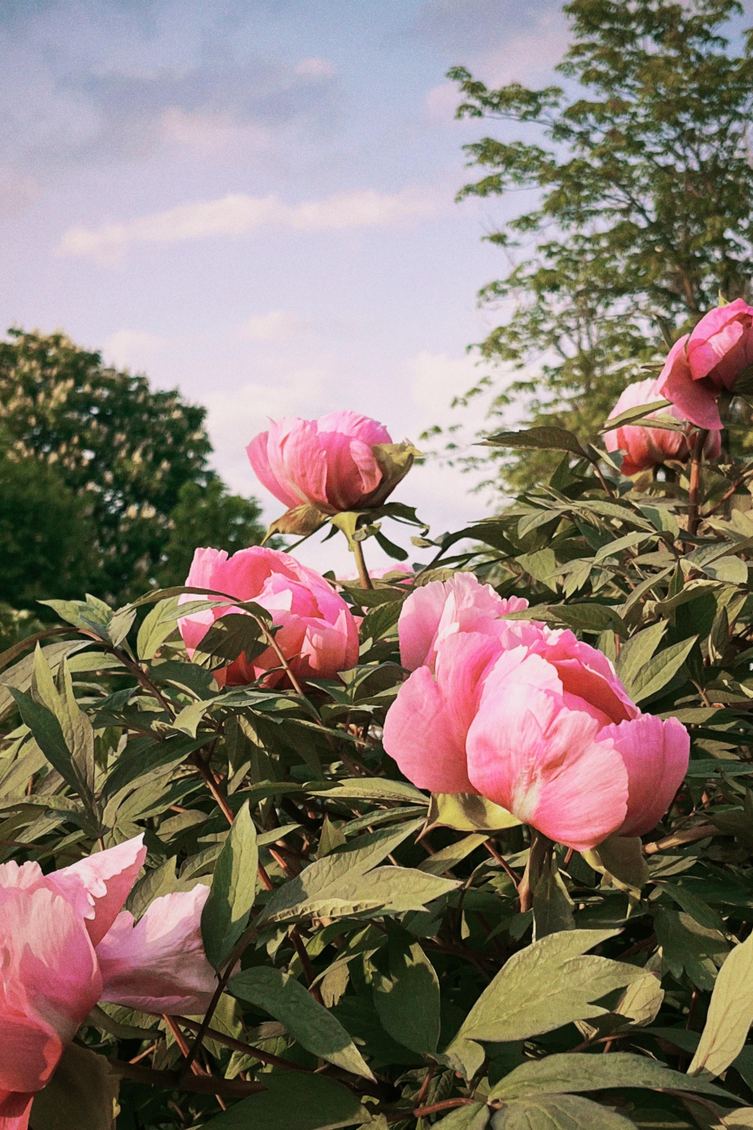 Outdoor pink colored peonies