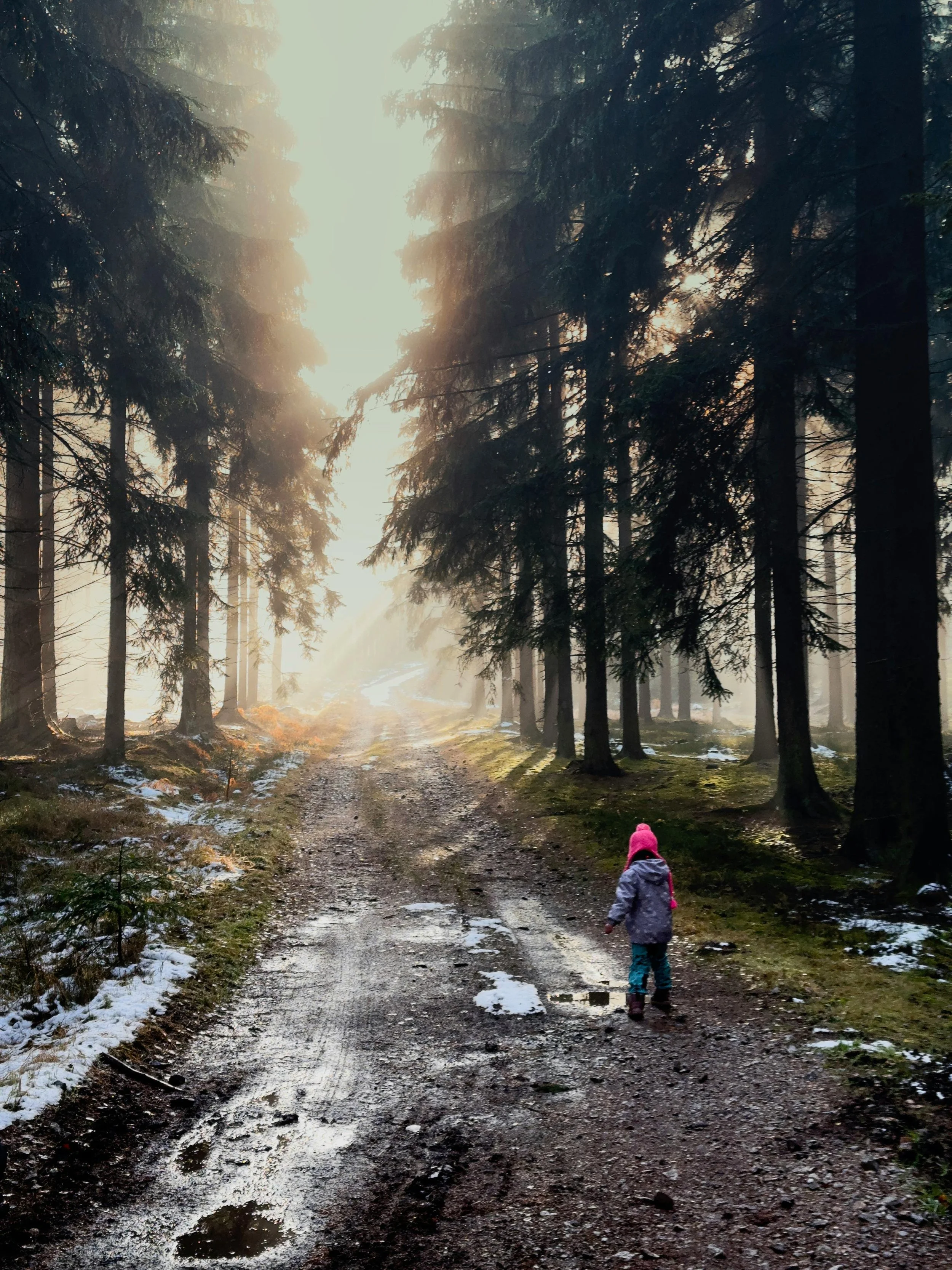 young child walking on a sunny wooded road