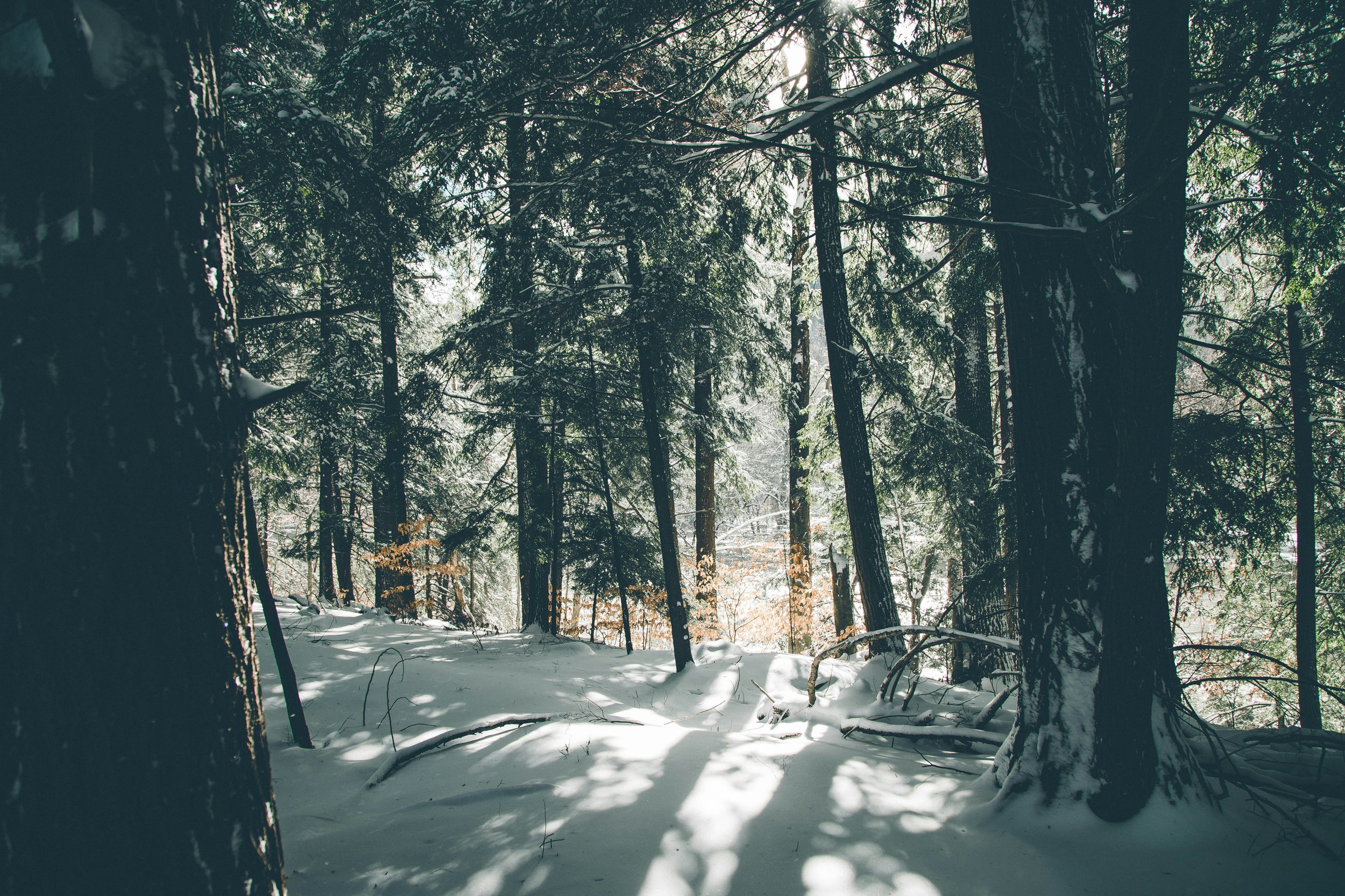 morning sun showing through snow covered forest