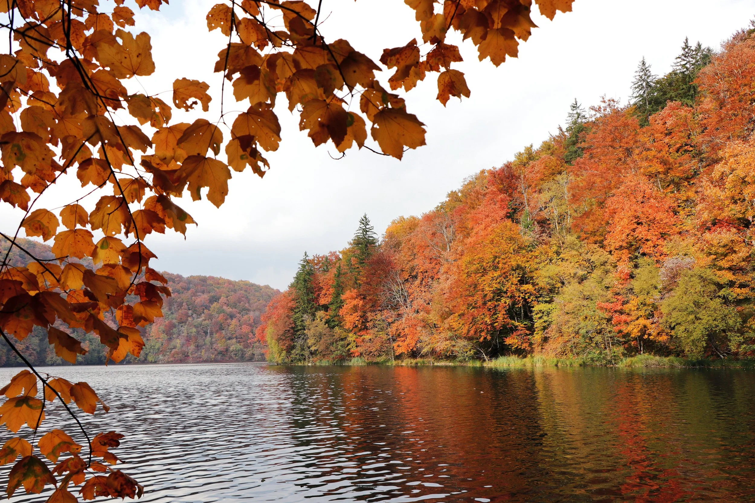 Forest leaves turning orange at the edge of a lake