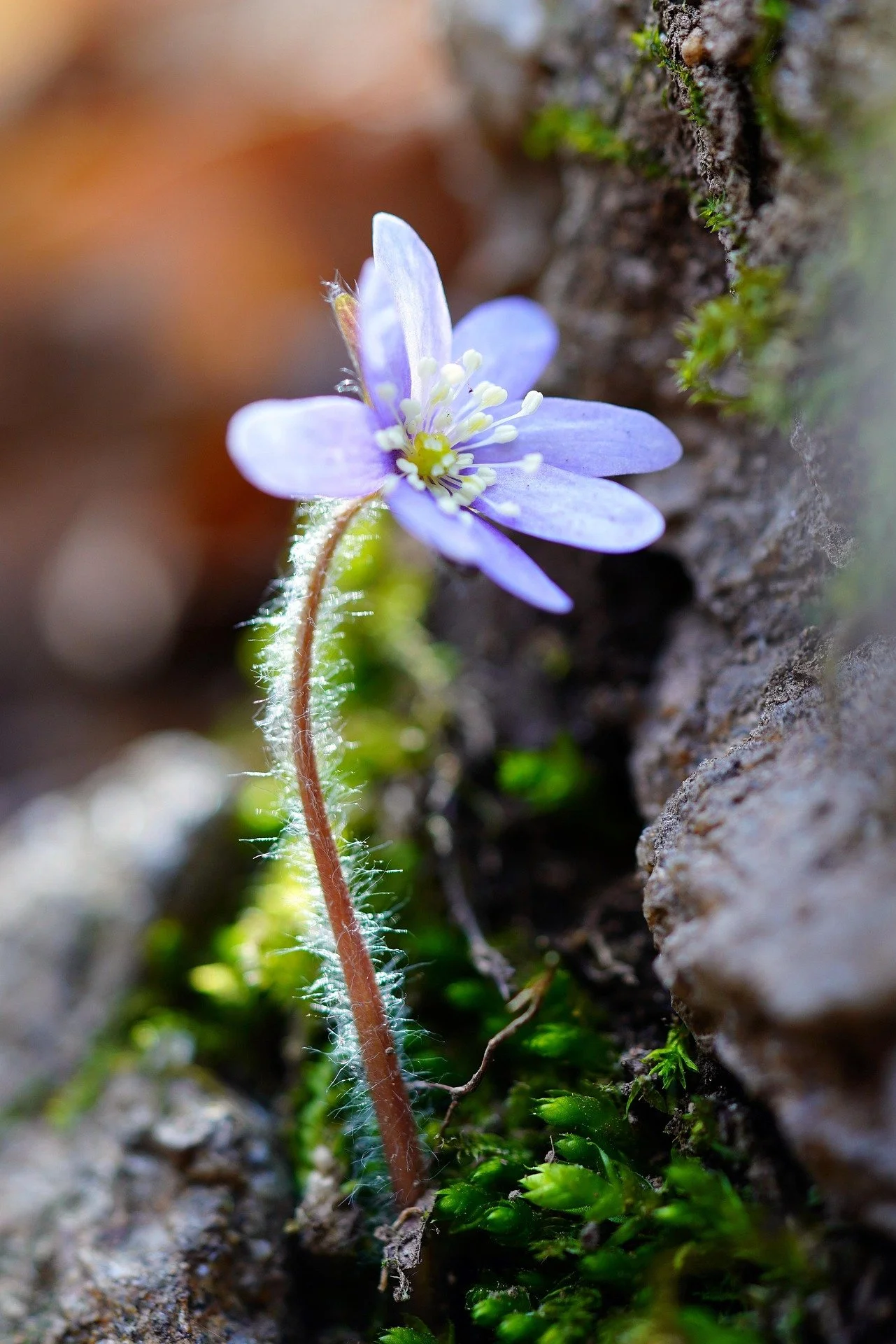flower sprouting from the base of a tree