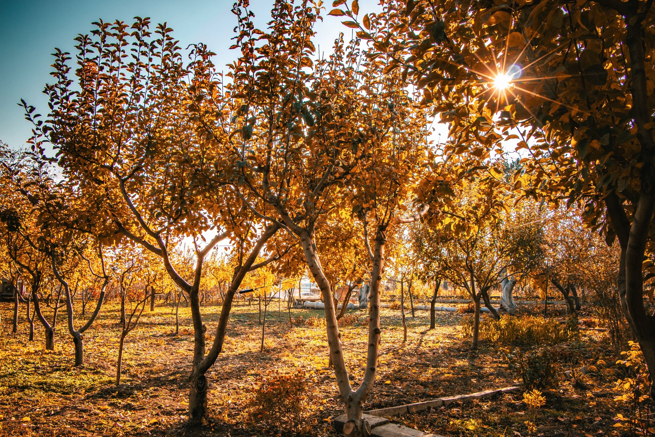 fruit orchard during the fall
