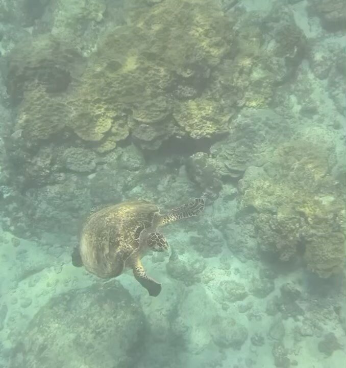 Write a caption... Happy Monday, Coral Friends! I hope you got some nourishing ocean time in this weekend. Thank you for saying yes to this quest to learn more about coral reefs and get involved with coral restoration efforts. This week I have 3 meet