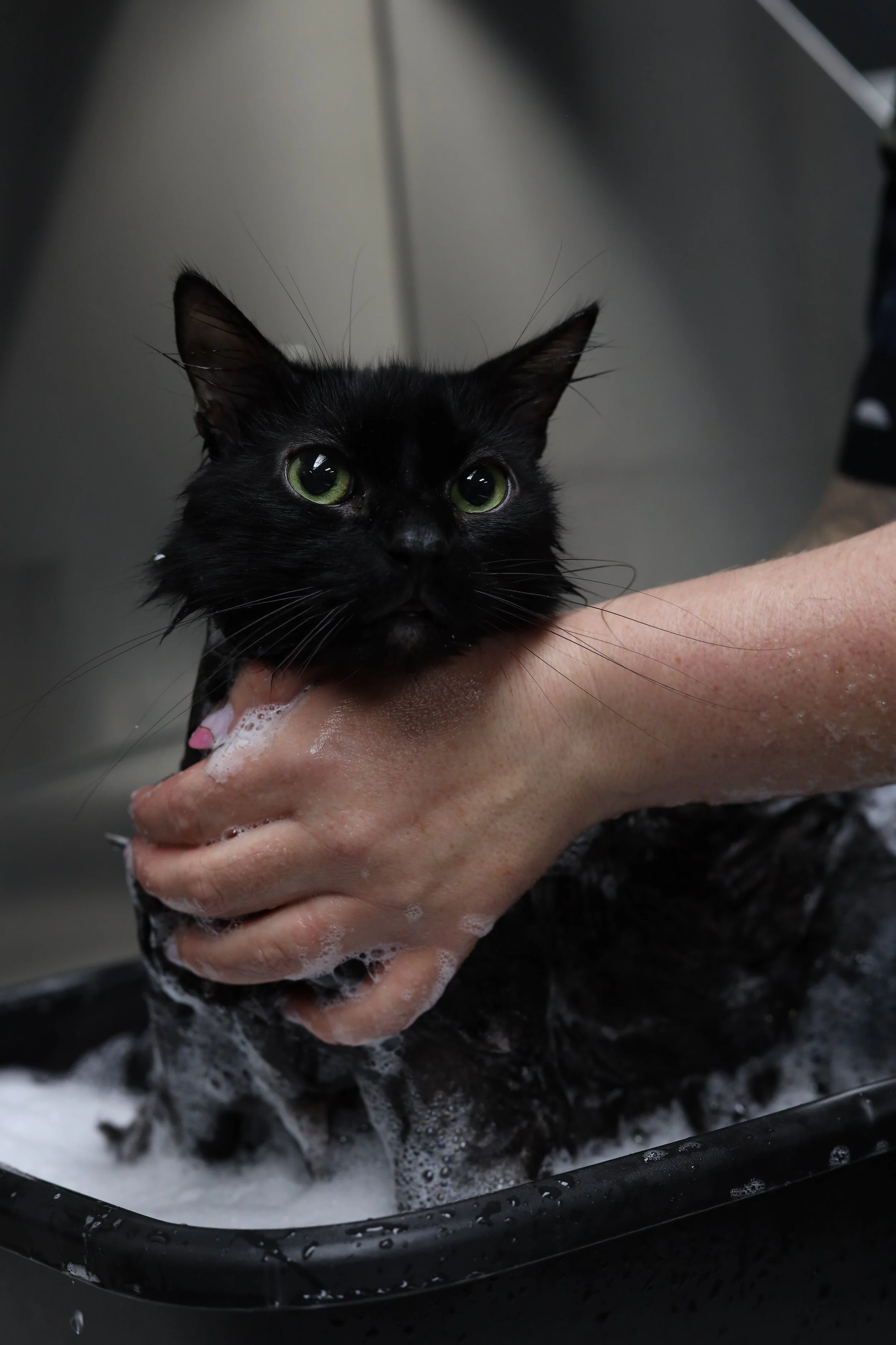 Feline Spa Day