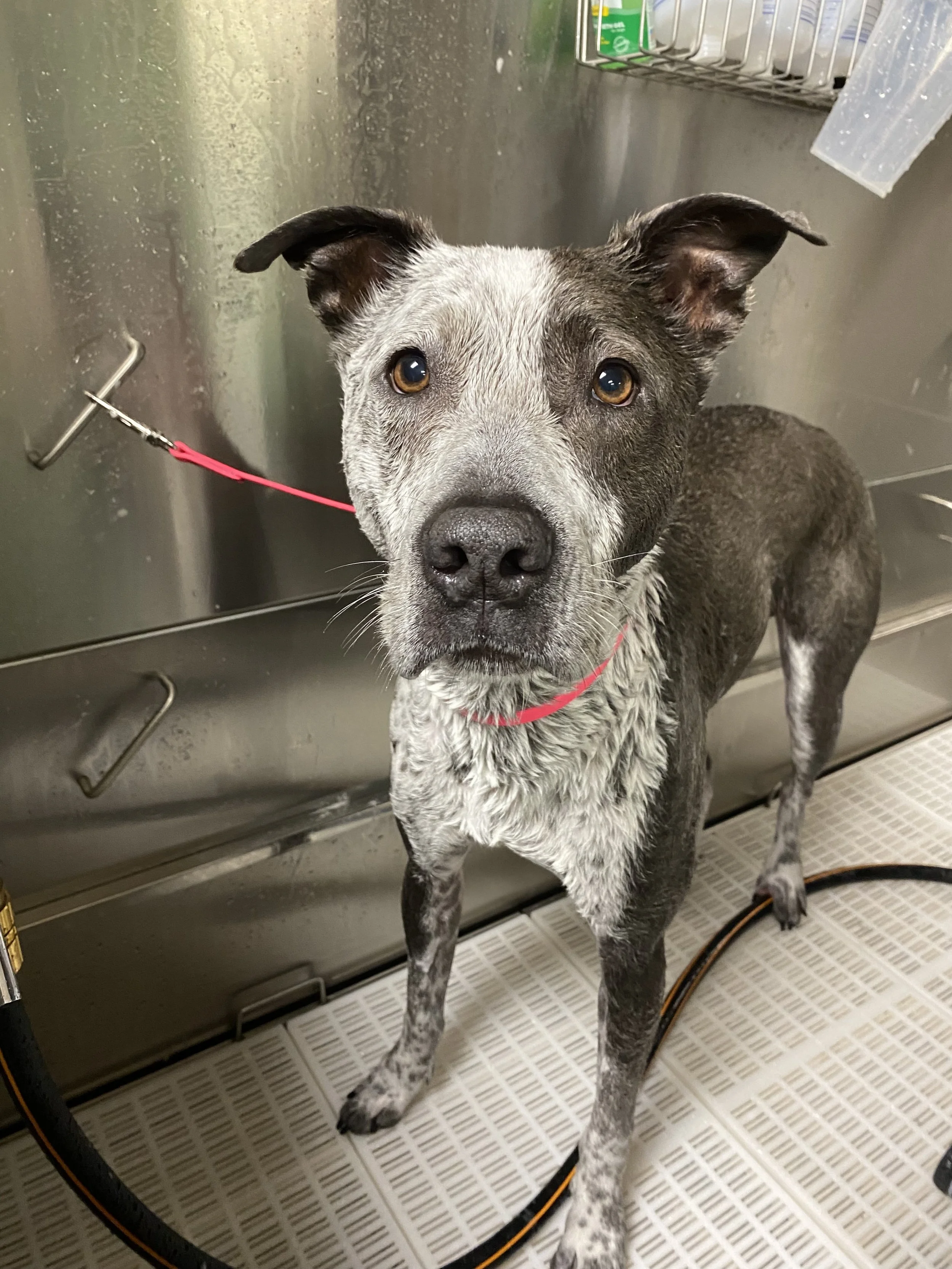 American Staffordshire Terrier bath