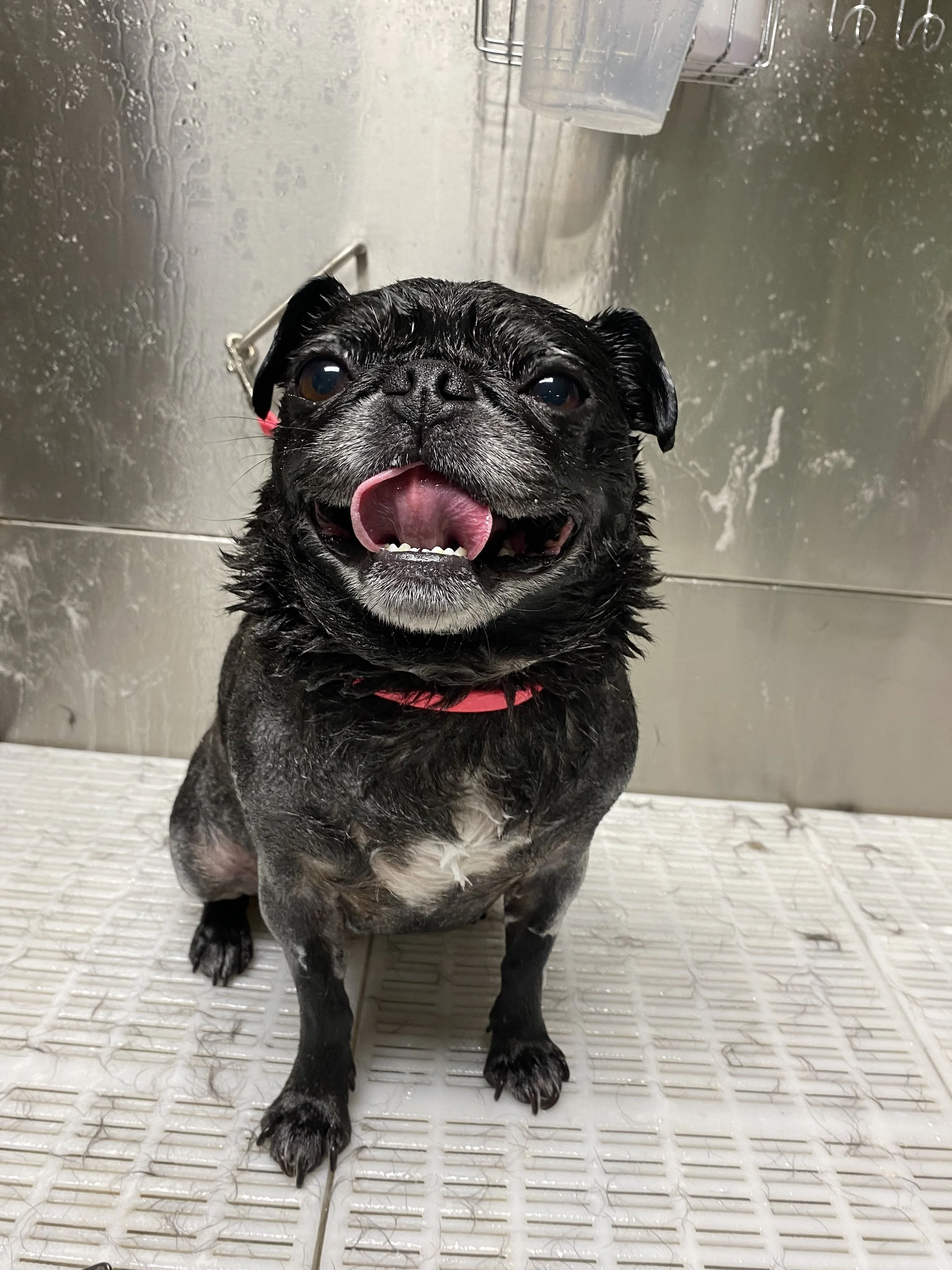 pug bath