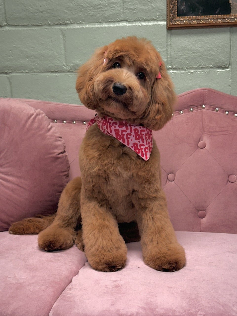 A cute brown puppy with a fluffy coat and dark eyes sitting on a pink velvet couch, wearing a pink bandana with the letters 'BFF' in red, and pink bows in its ears.
