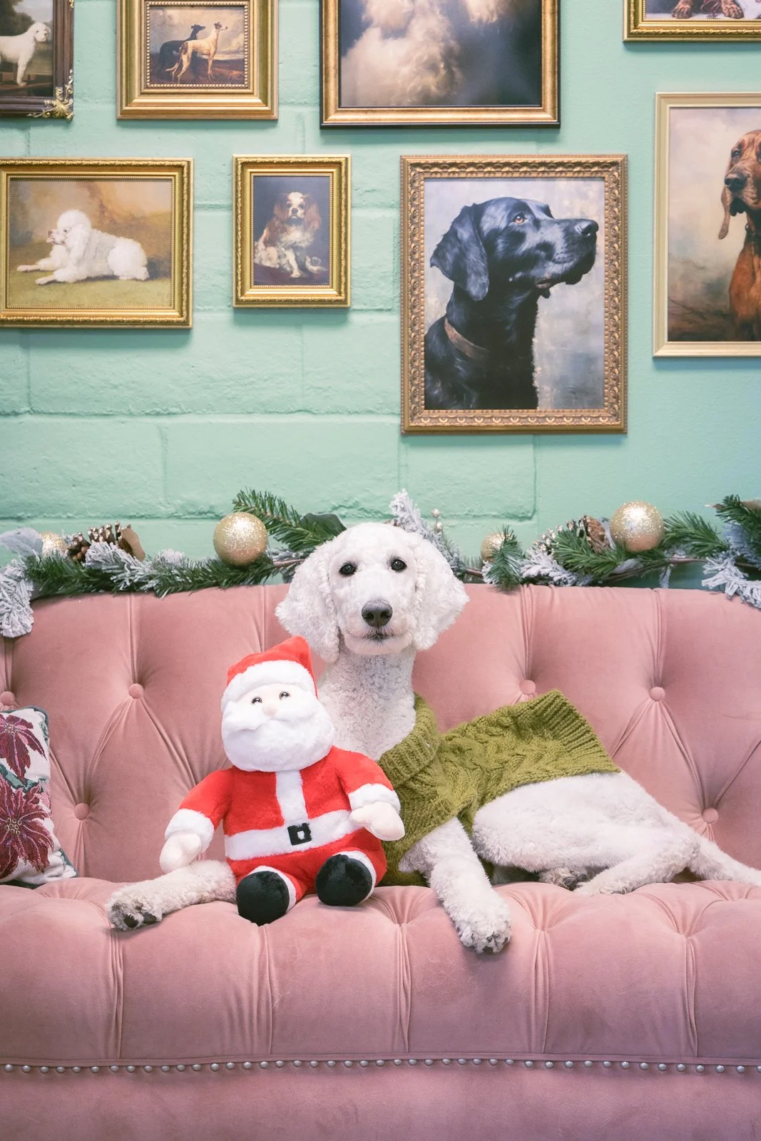 standard poodle at le Pawsh