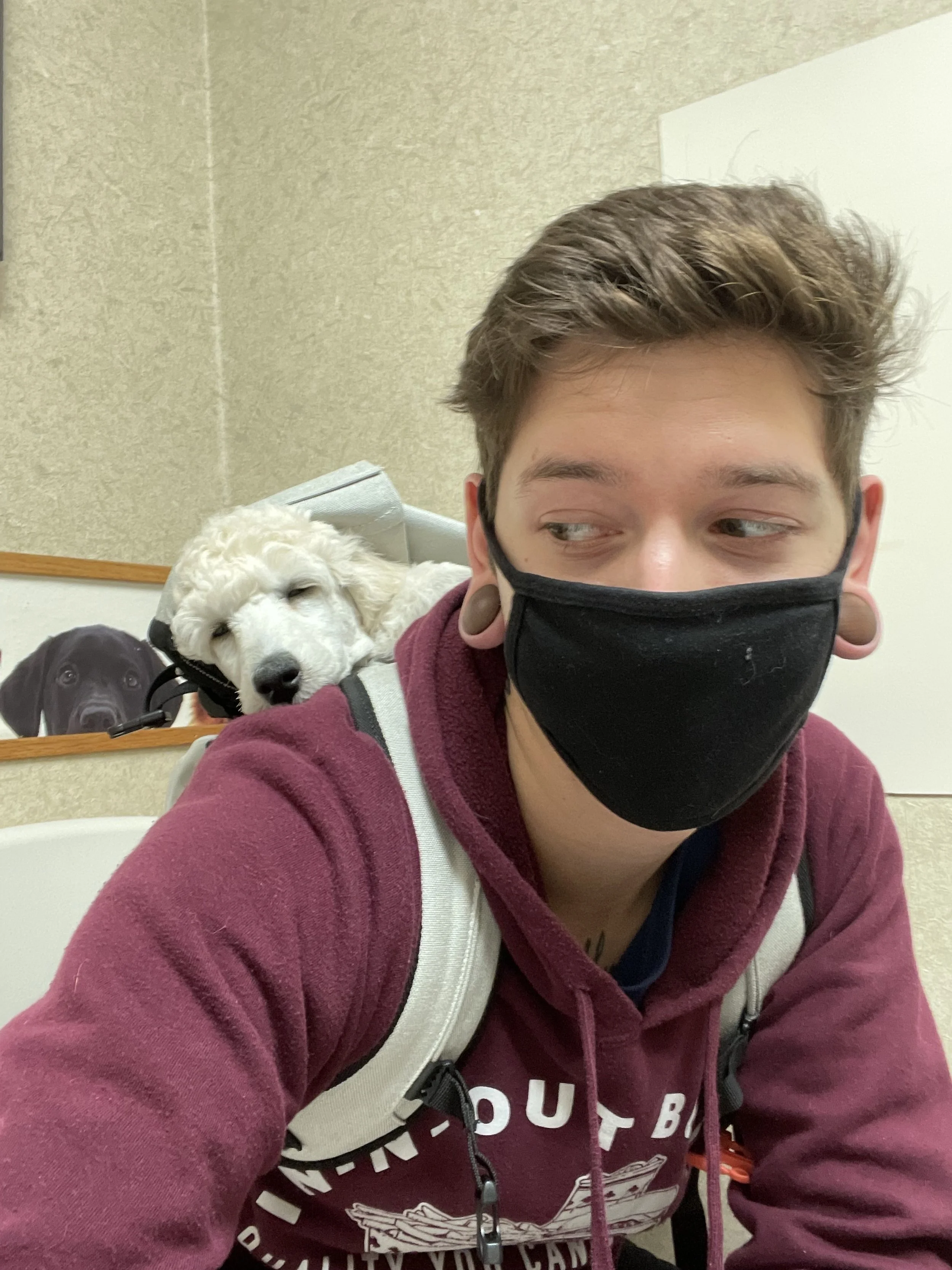 Person wearing a black face mask and maroon hoodie sitting indoors with a white dog resting its head on a backpack behind them. A dog poster is partially visible in the background.
