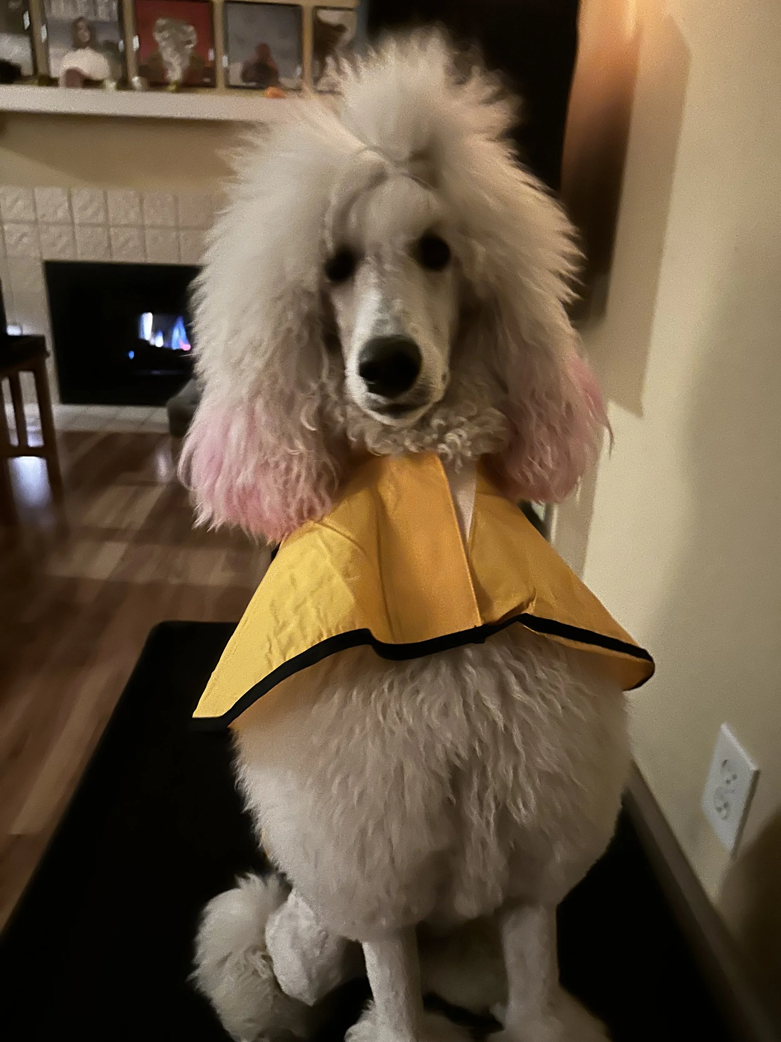 A poodle with fluffy white fur and pink-tinted ears wearing a yellow raincoat indoors.
