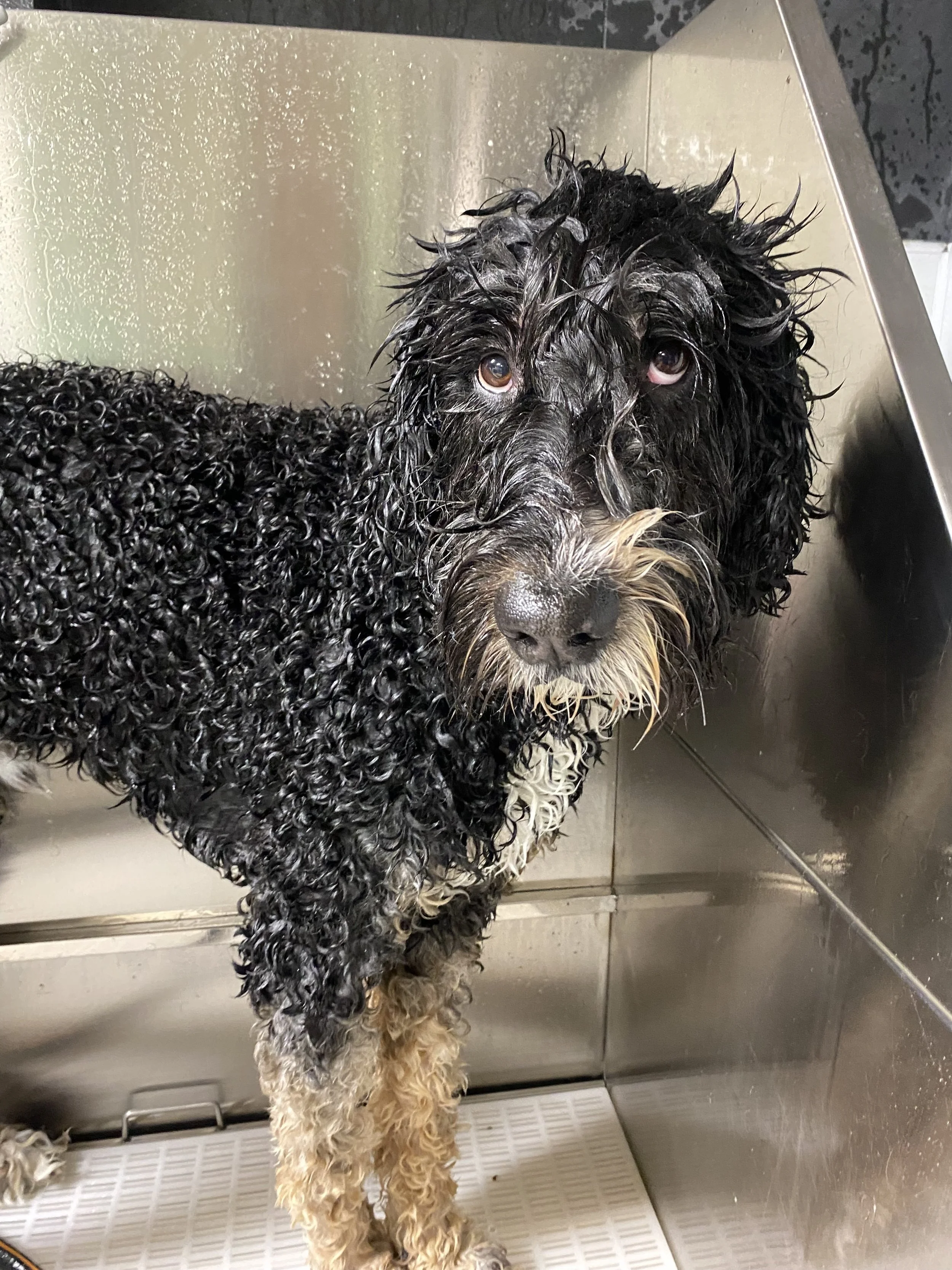 doodle bath
