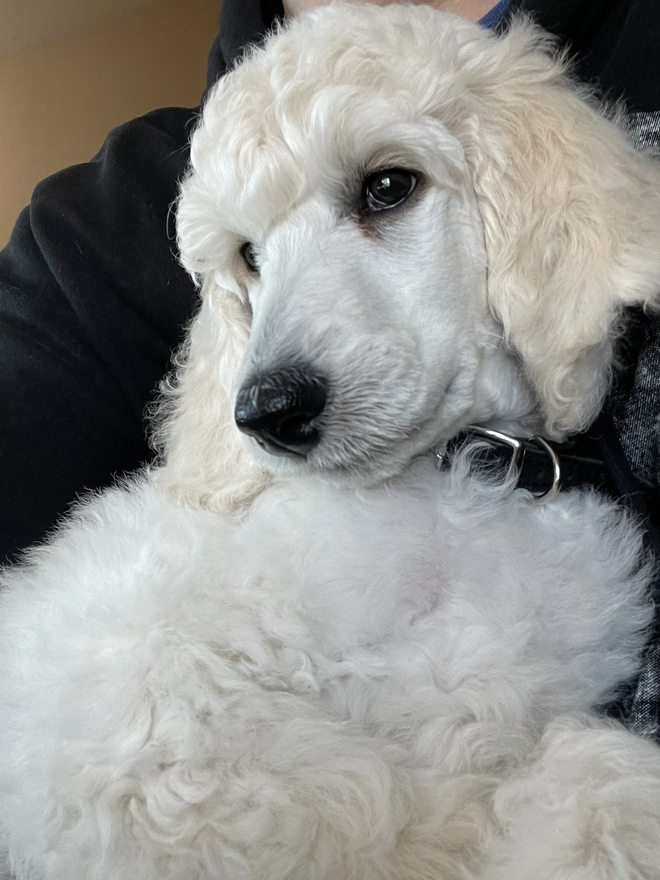 Close-up of a fluffy white poodle puppy with curly fur, looking to the side.