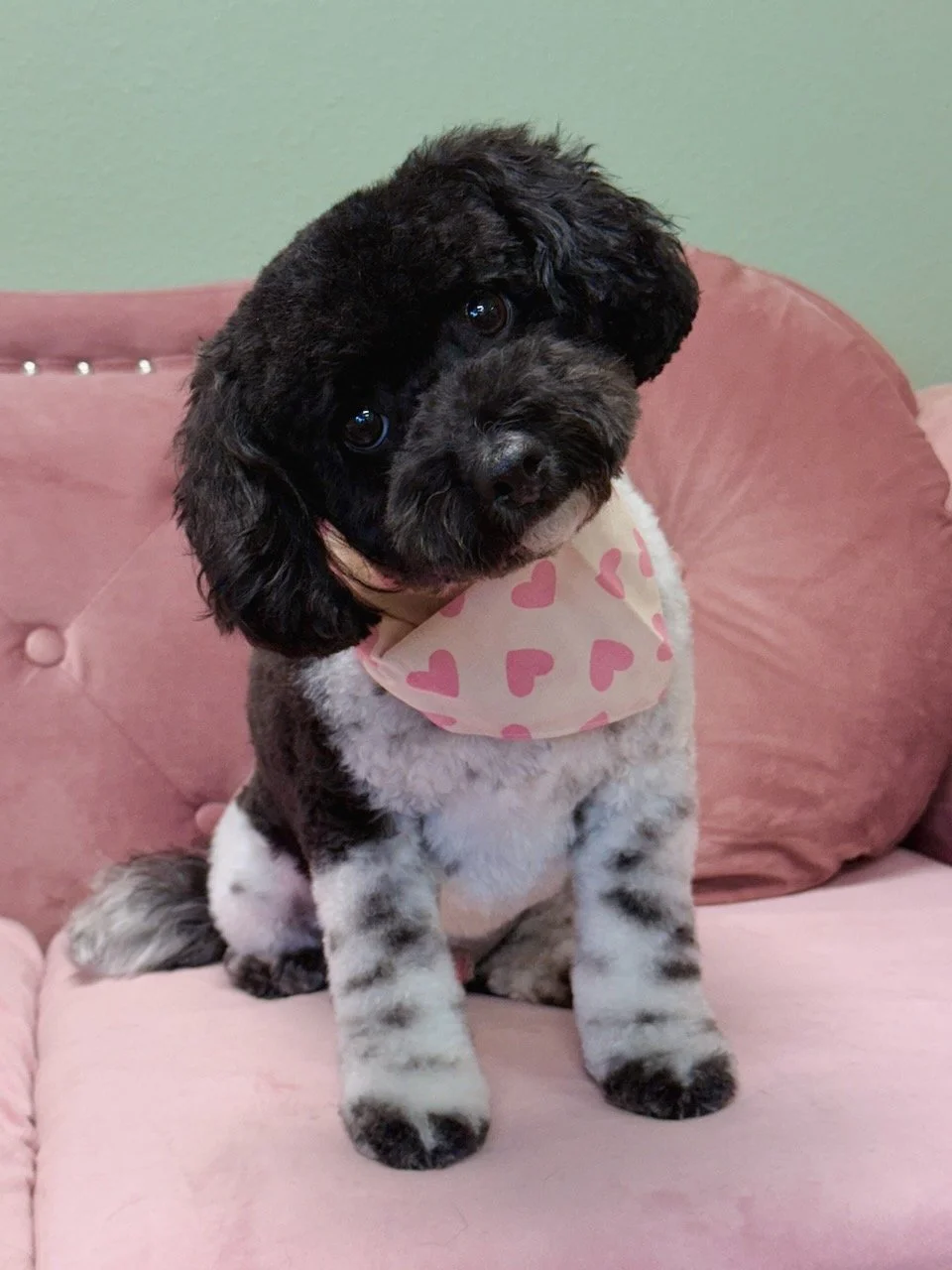 Cute black and white puppy with floppy ears sitting on a pink couch, wearing a pink bandana with hearts.
