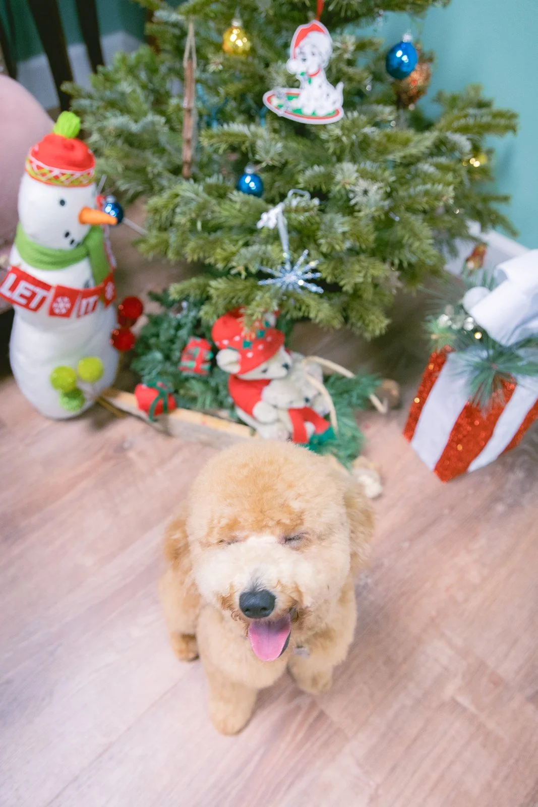 Golden doodle at Le Pawsh standing in front of a Christmas Tree