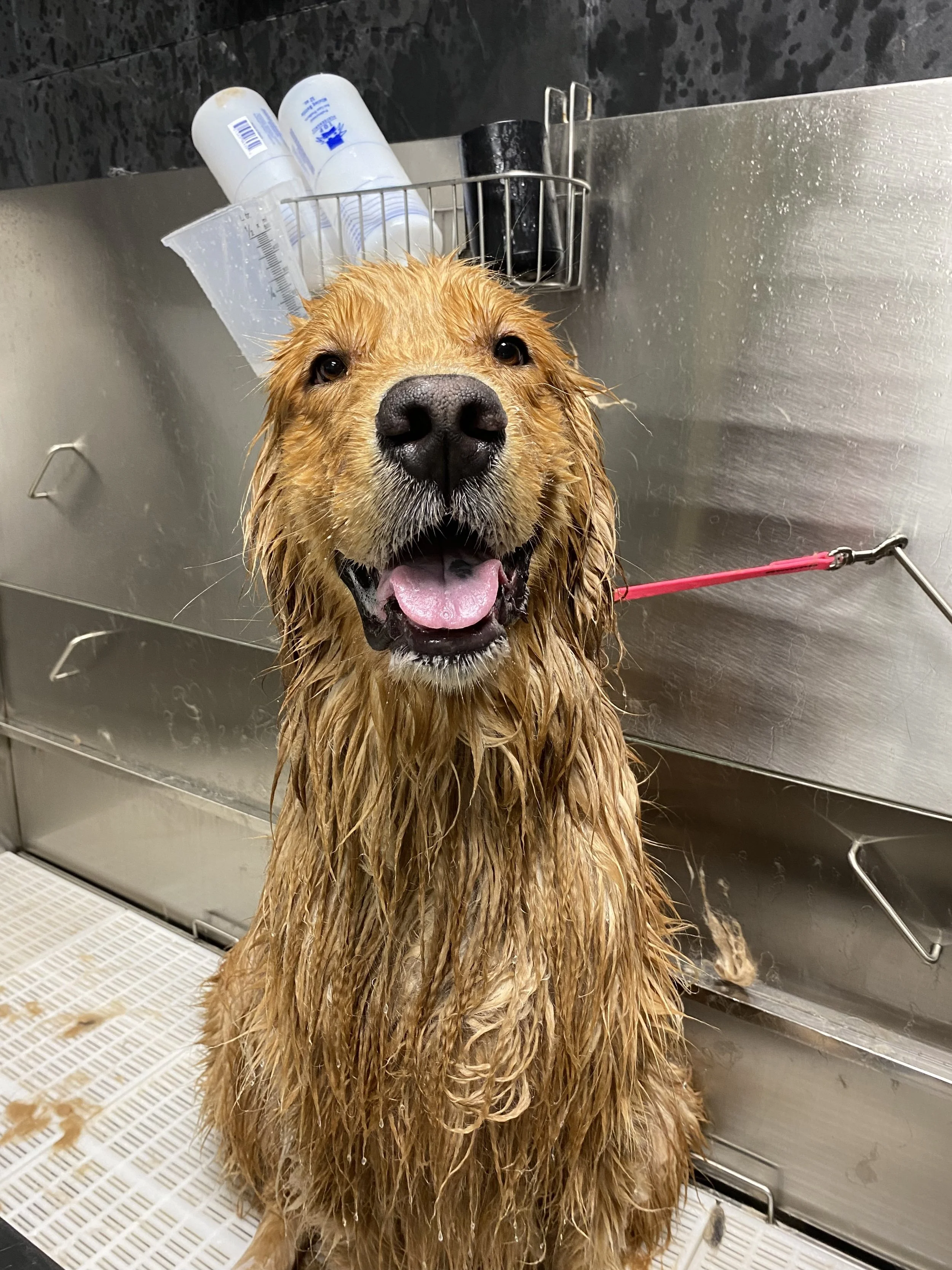 Golden retriever bath