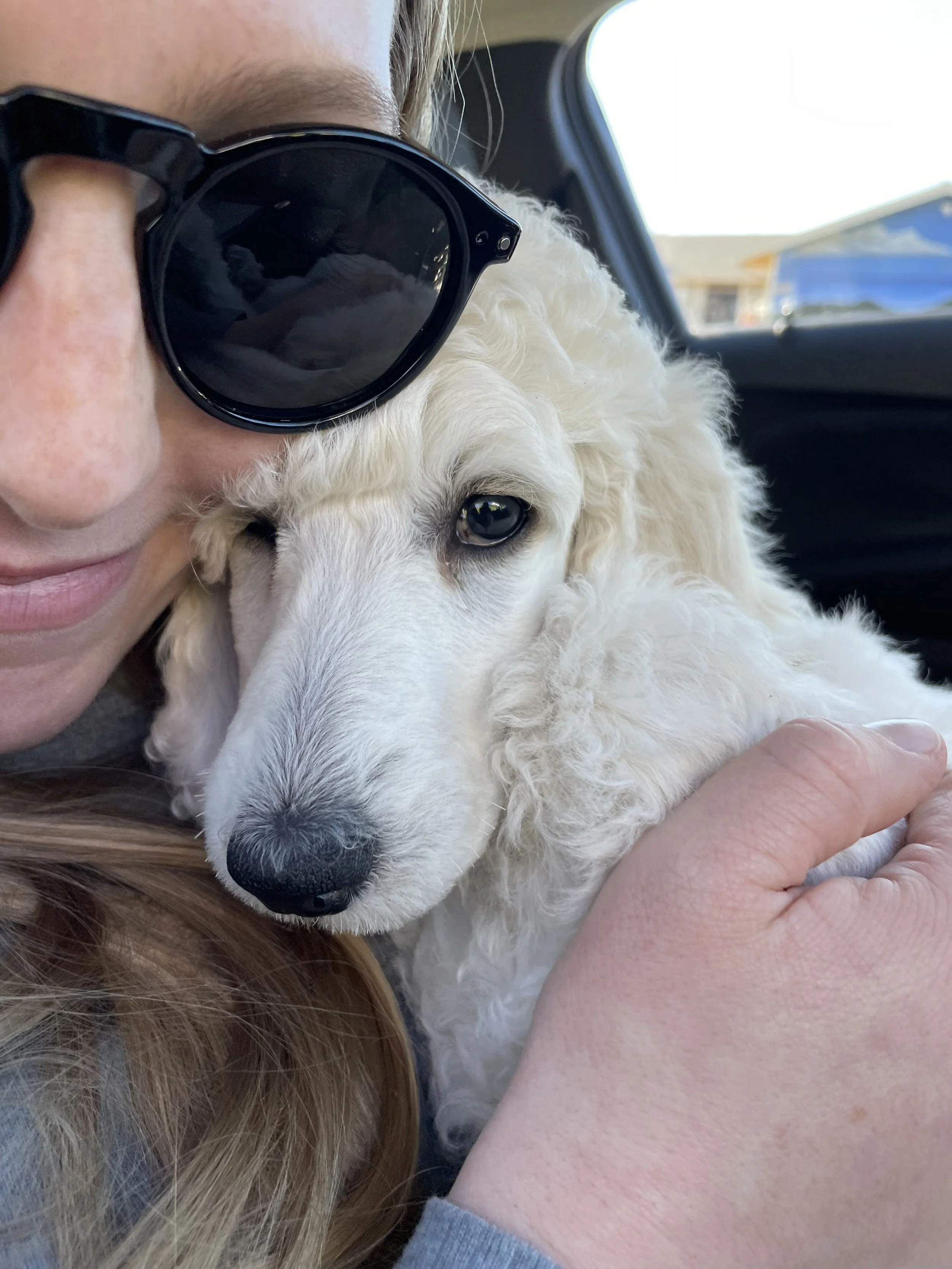 Person wearing sunglasses cuddling a white poodle puppy inside a car.