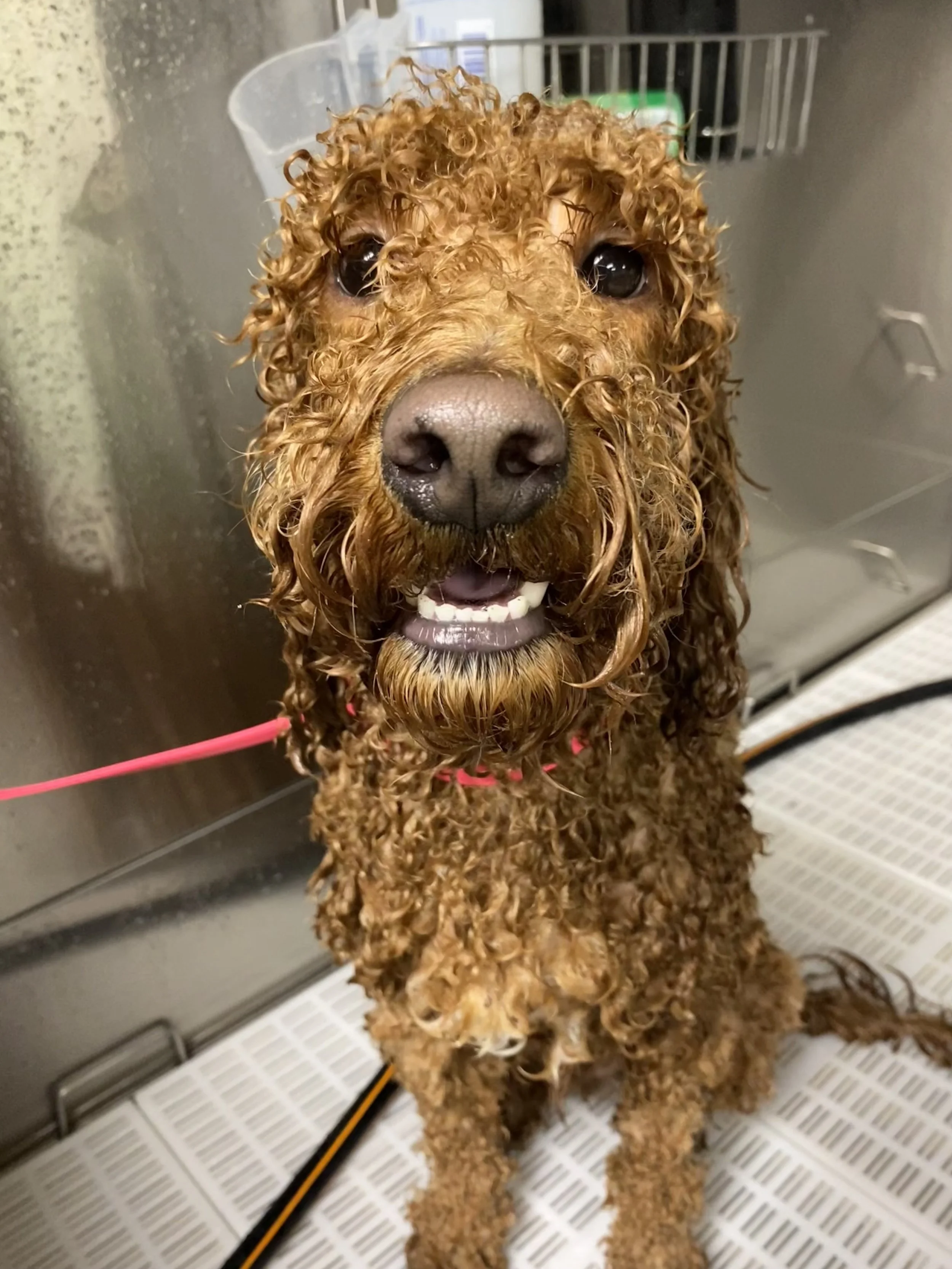doodle bath
