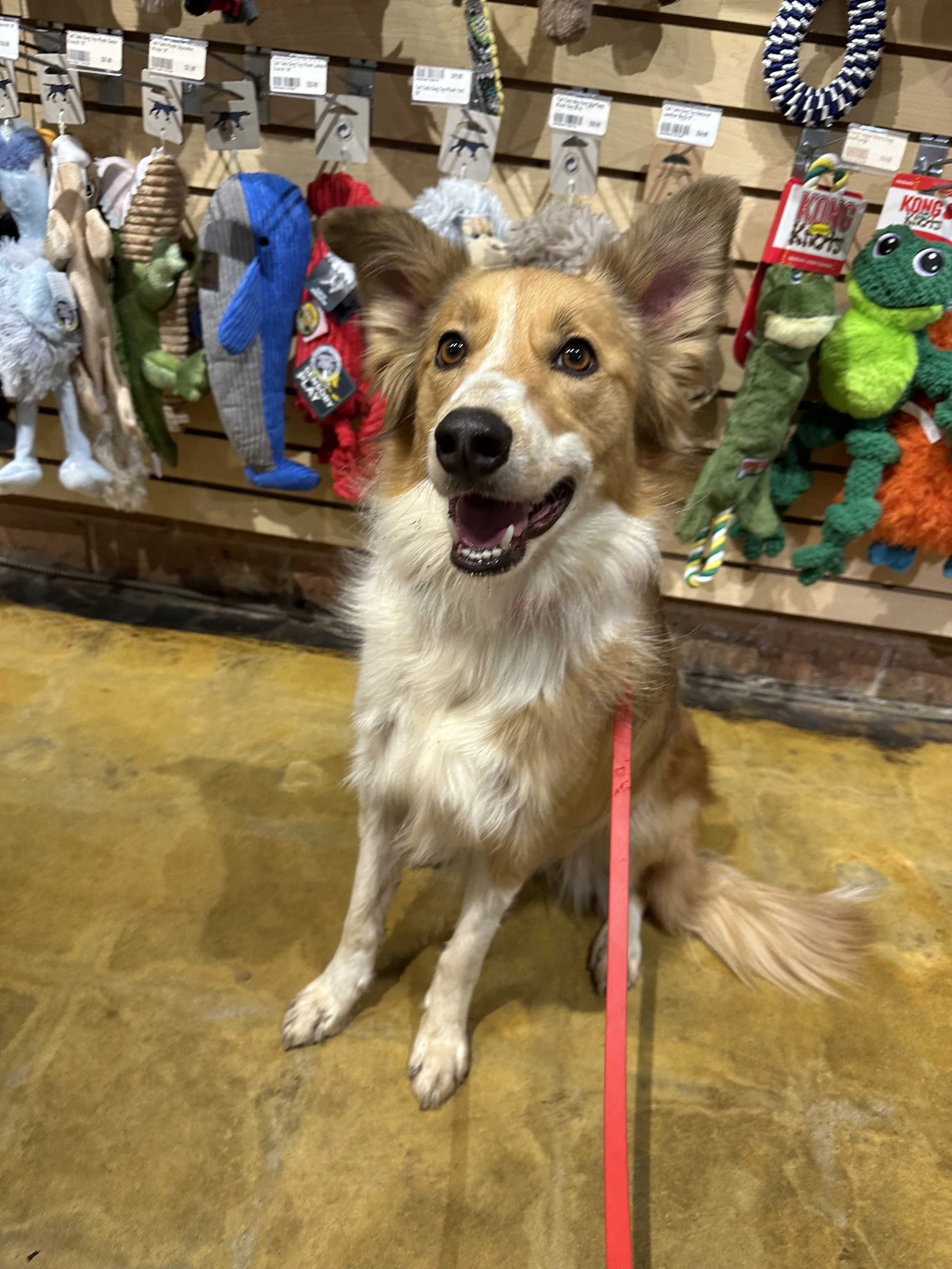 2 Week Board & Train