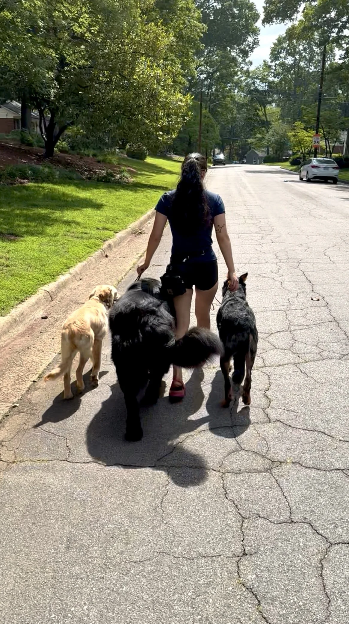 4 Week Board & Train