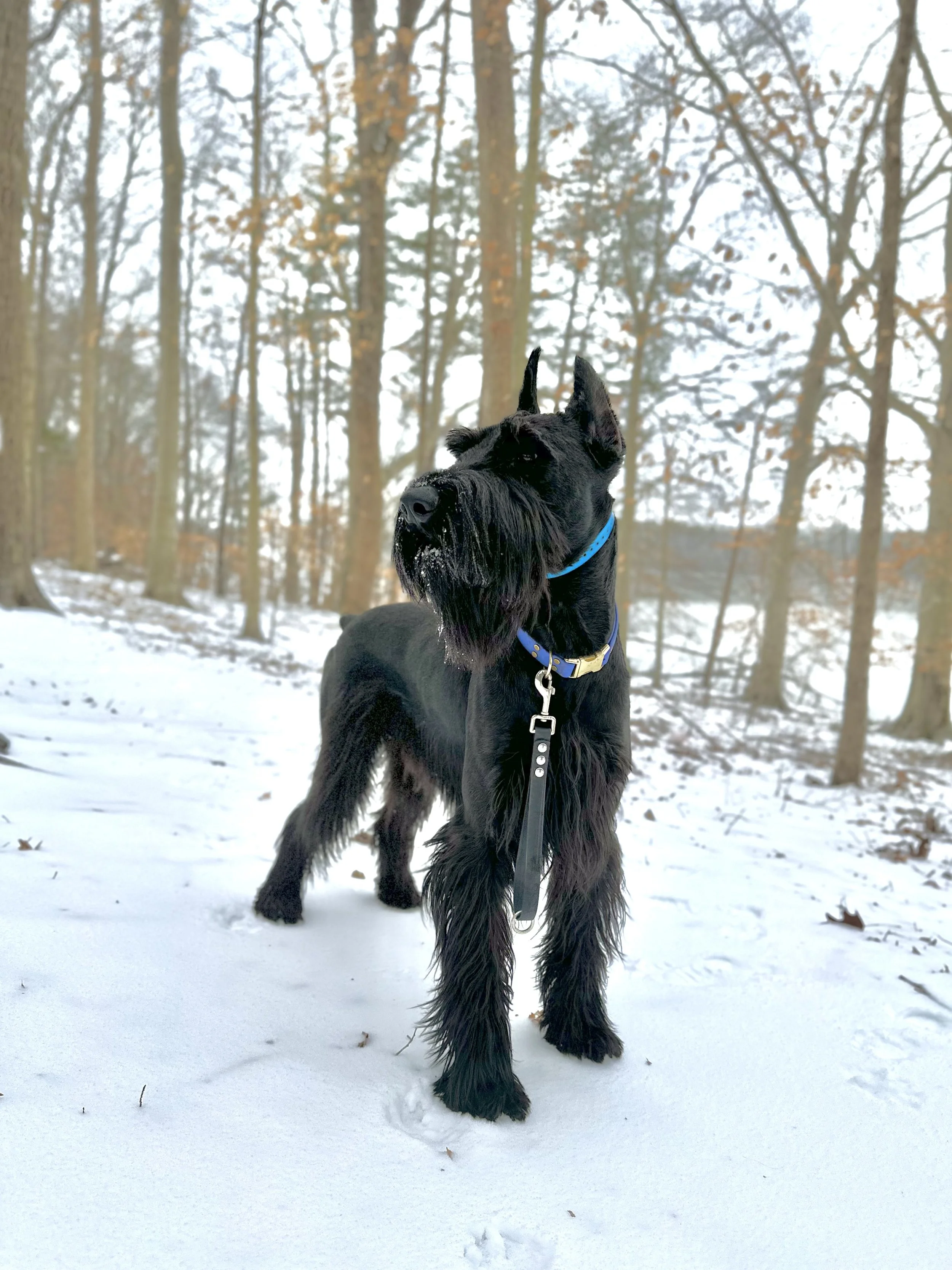 4 Week Hybrid Program