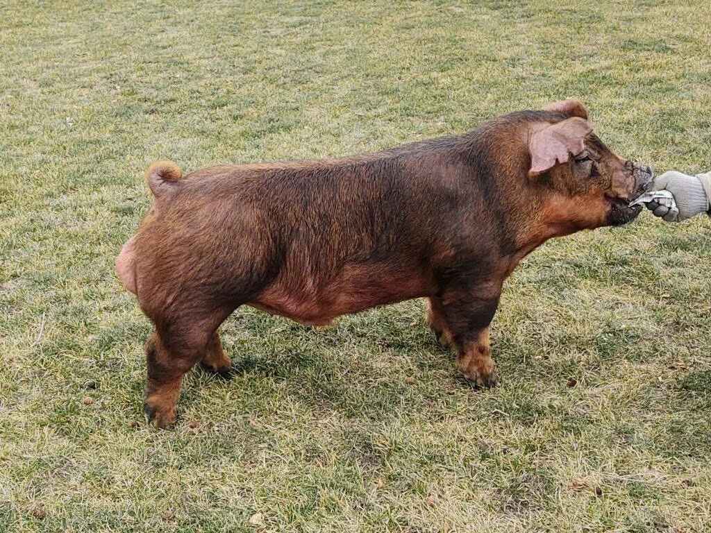 Last Piece Sioux Center Boar Stud