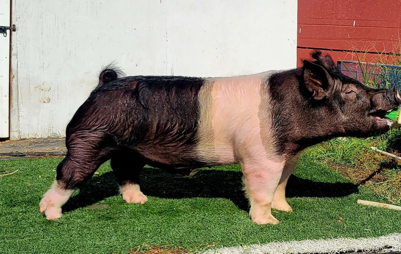Sioux Center Boar Stud