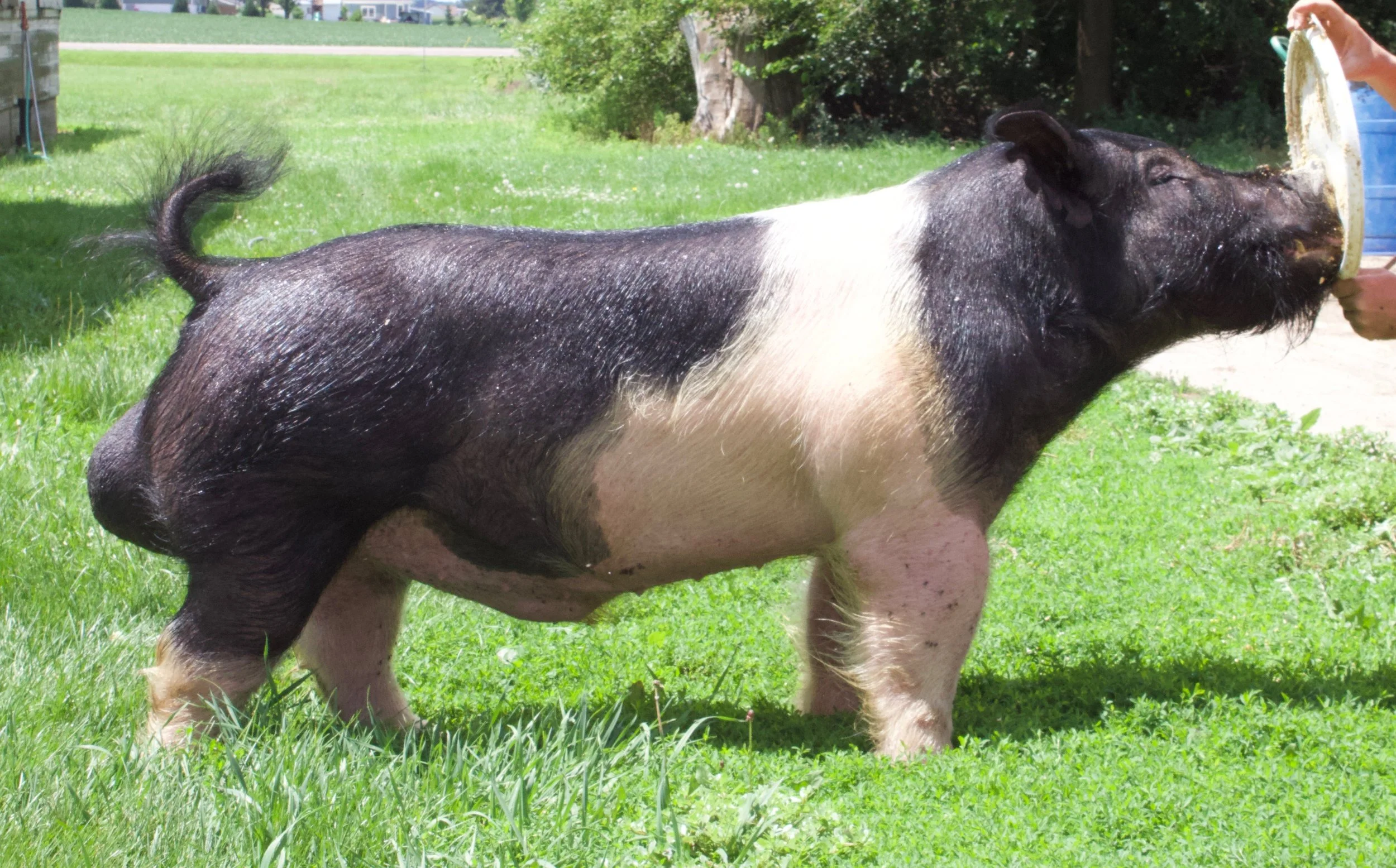 america！shihara シハラ square pierce 7 america！shihara シハラ square pierce 7 america！shihara