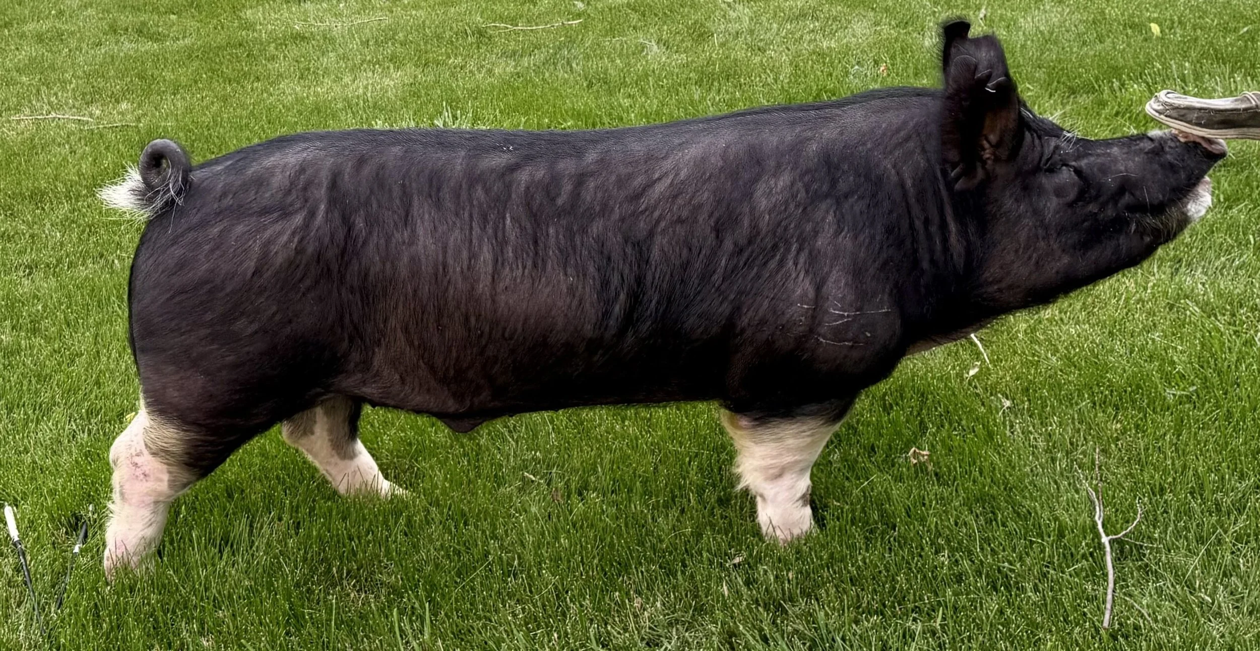 Professor Buddy Love