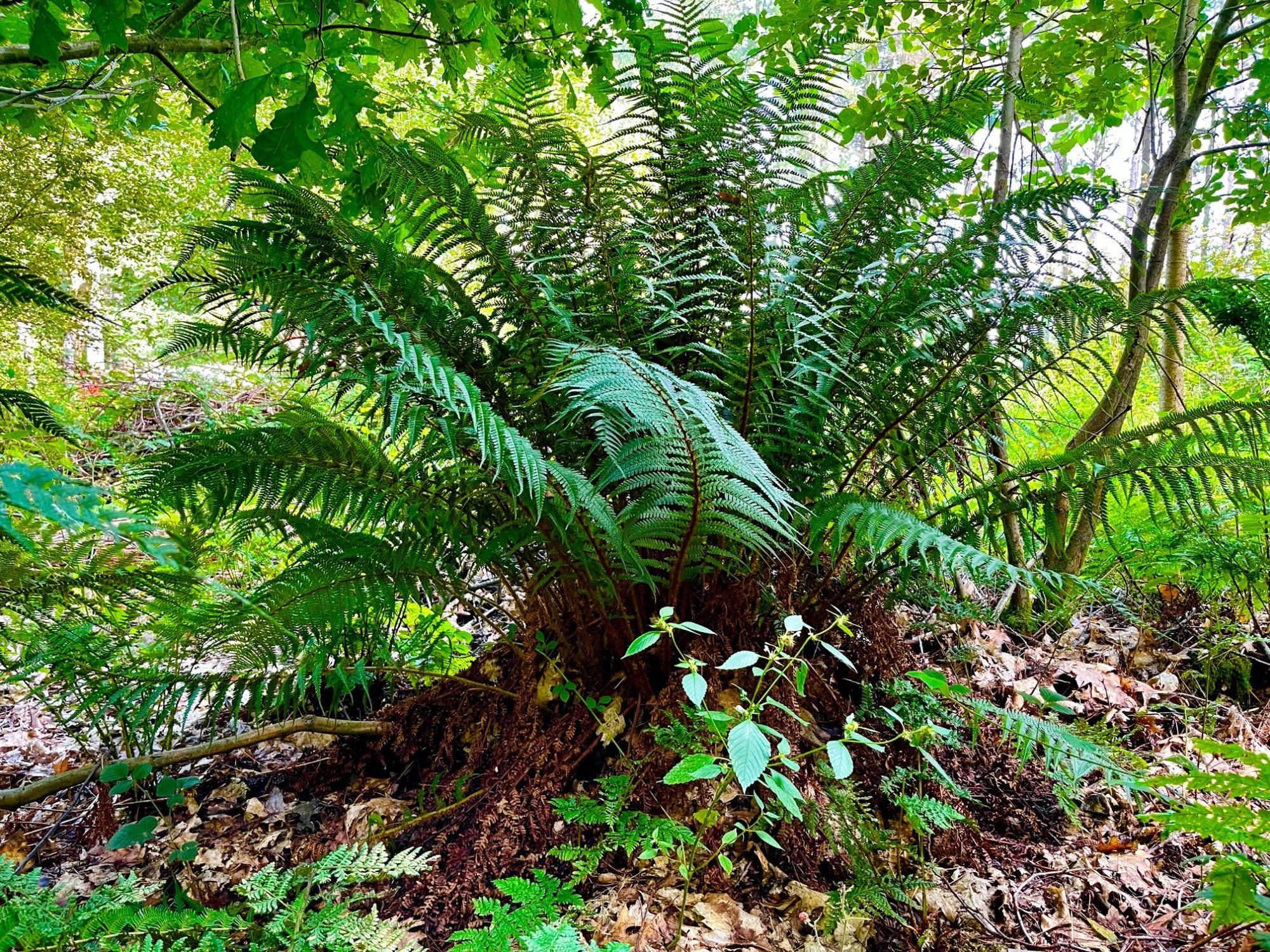 largescalymalefern.jpg